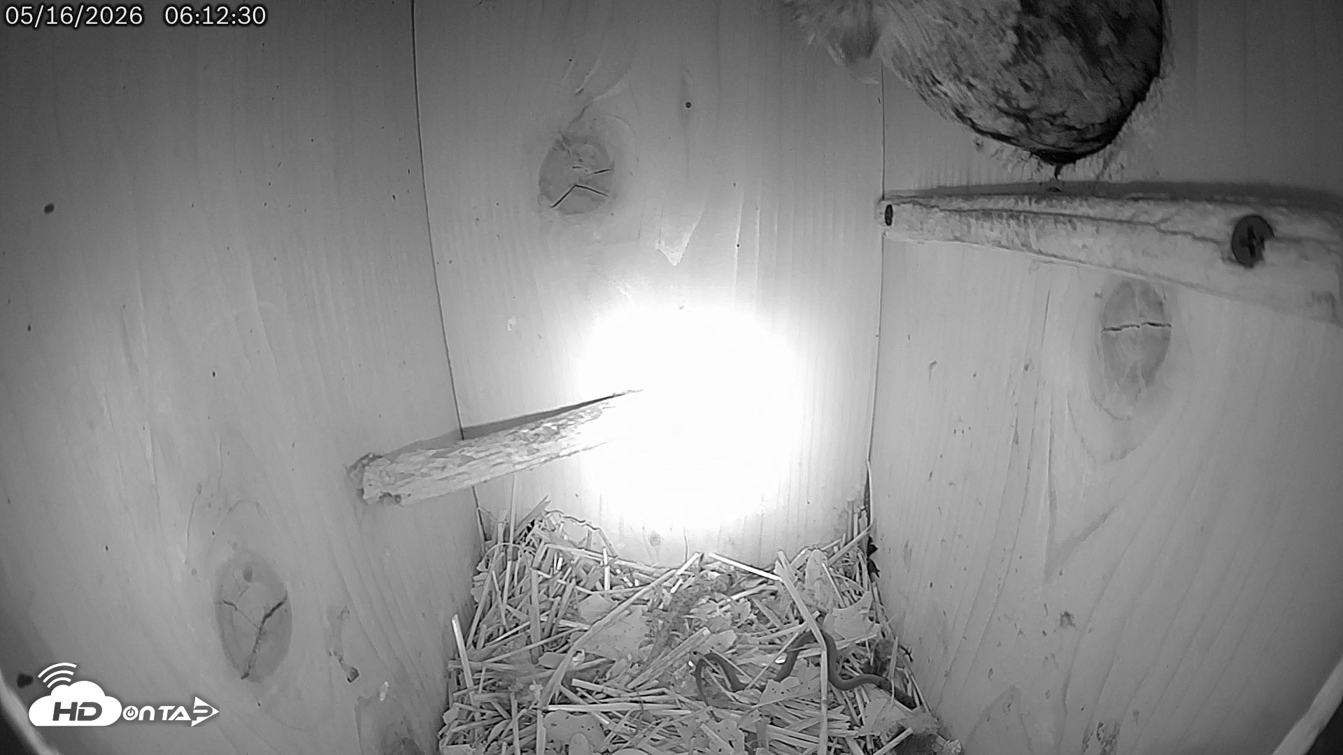 Snapshot of Eastern Screech Owl Live Cam taken May 16, 2026, 11:46am CDT