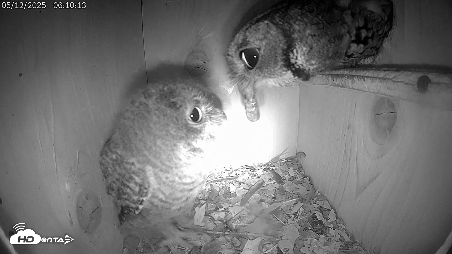 Snapshot of Eastern Screech Owl Live Cam taken May 12, 2025, 7:21am CDT