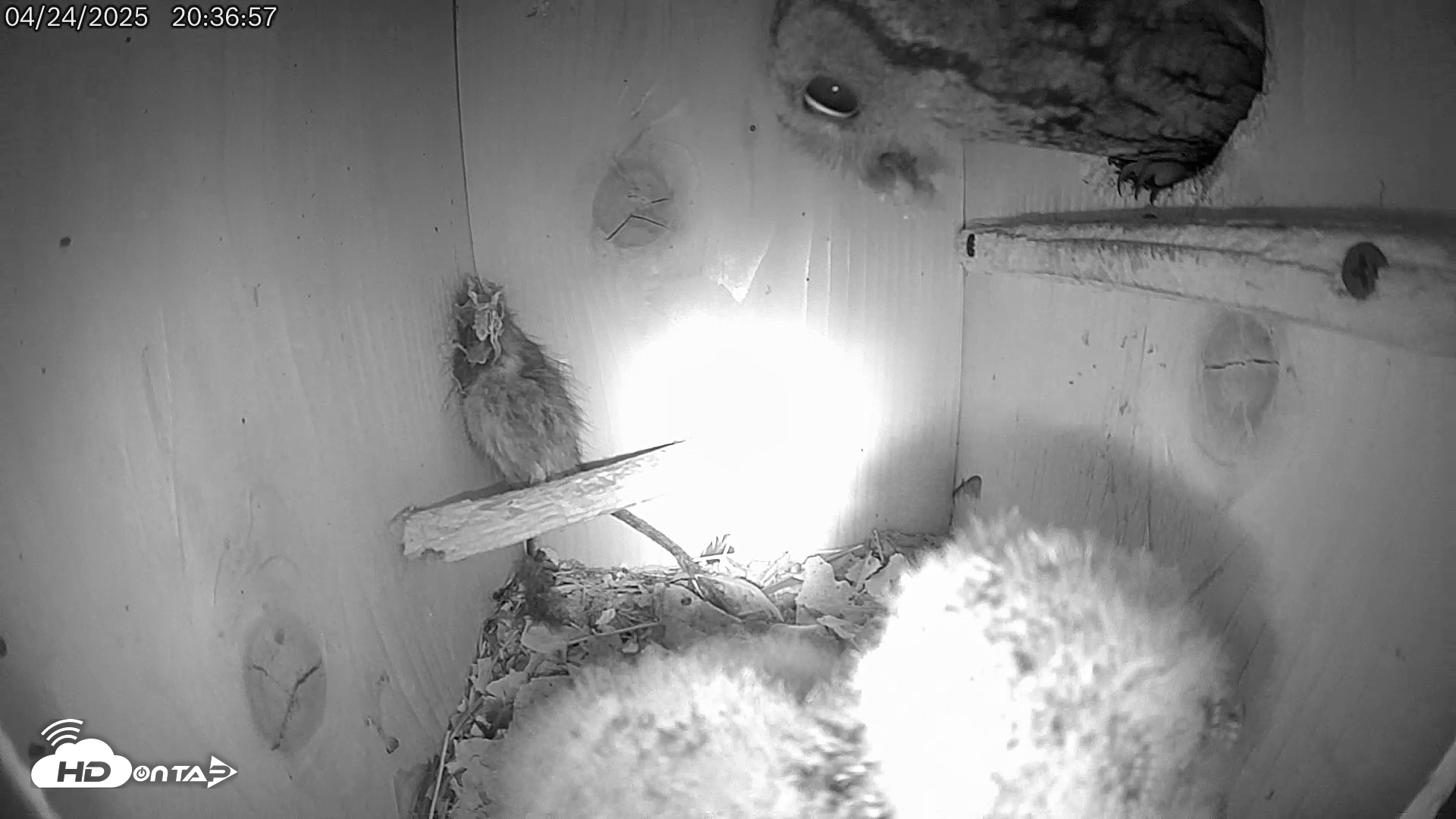 Snapshot of Eastern Screech Owl Live Cam taken Apr 25, 2025, 12:59am CDT