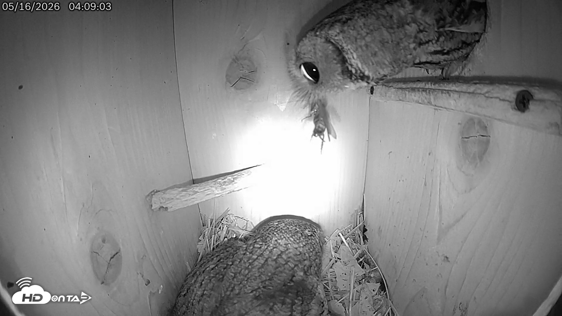 Snapshot of Eastern Screech Owl Live Cam taken May 16, 2026, 11:27am CDT