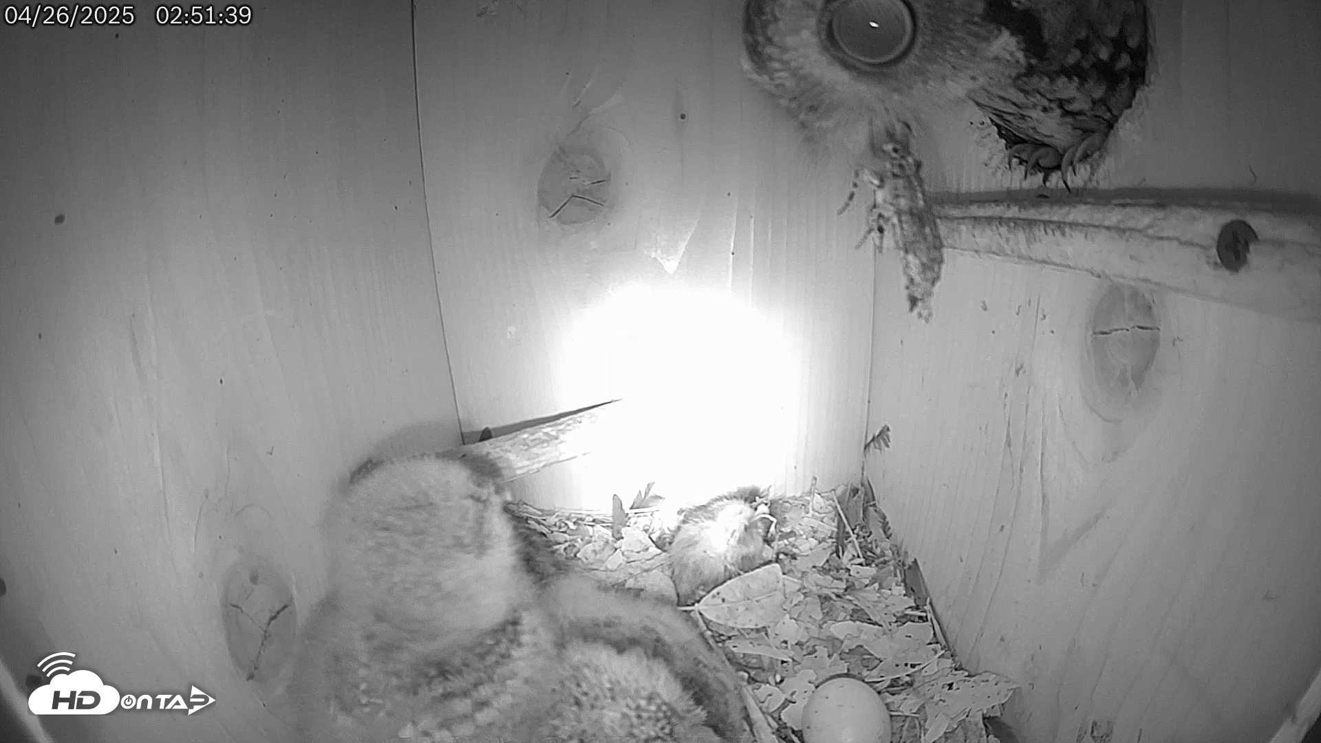 Snapshot of Eastern Screech Owl Live Cam taken Apr 26, 2025, 3:19am CDT