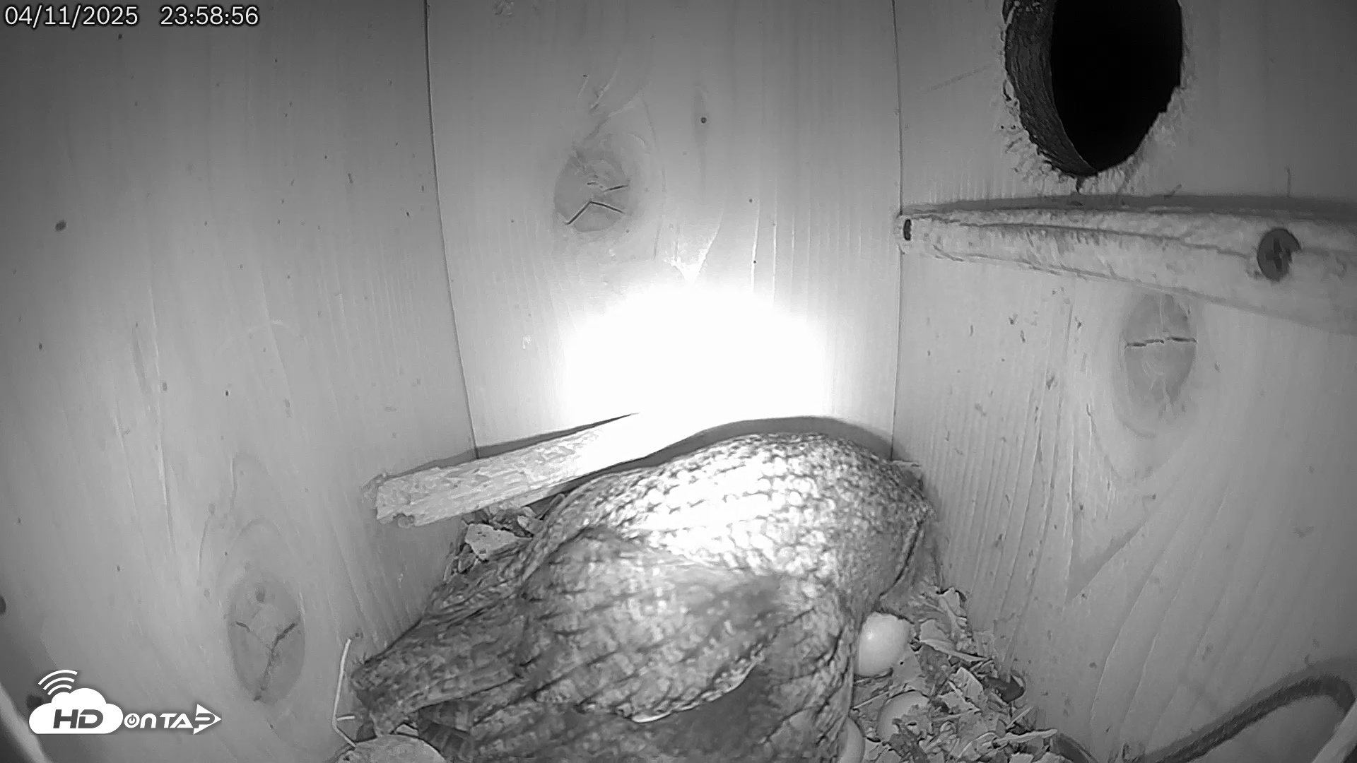Snapshot of Eastern Screech Owl Live Cam taken Apr 12, 2025, 1:37am CDT