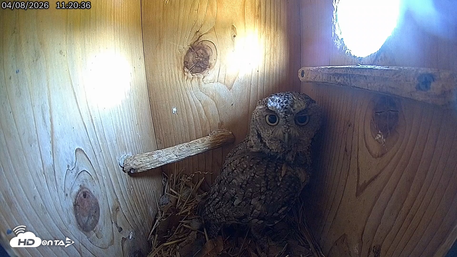 Snapshot of Eastern Screech Owl Live Cam taken Apr 8, 2026, 11:46am CDT
