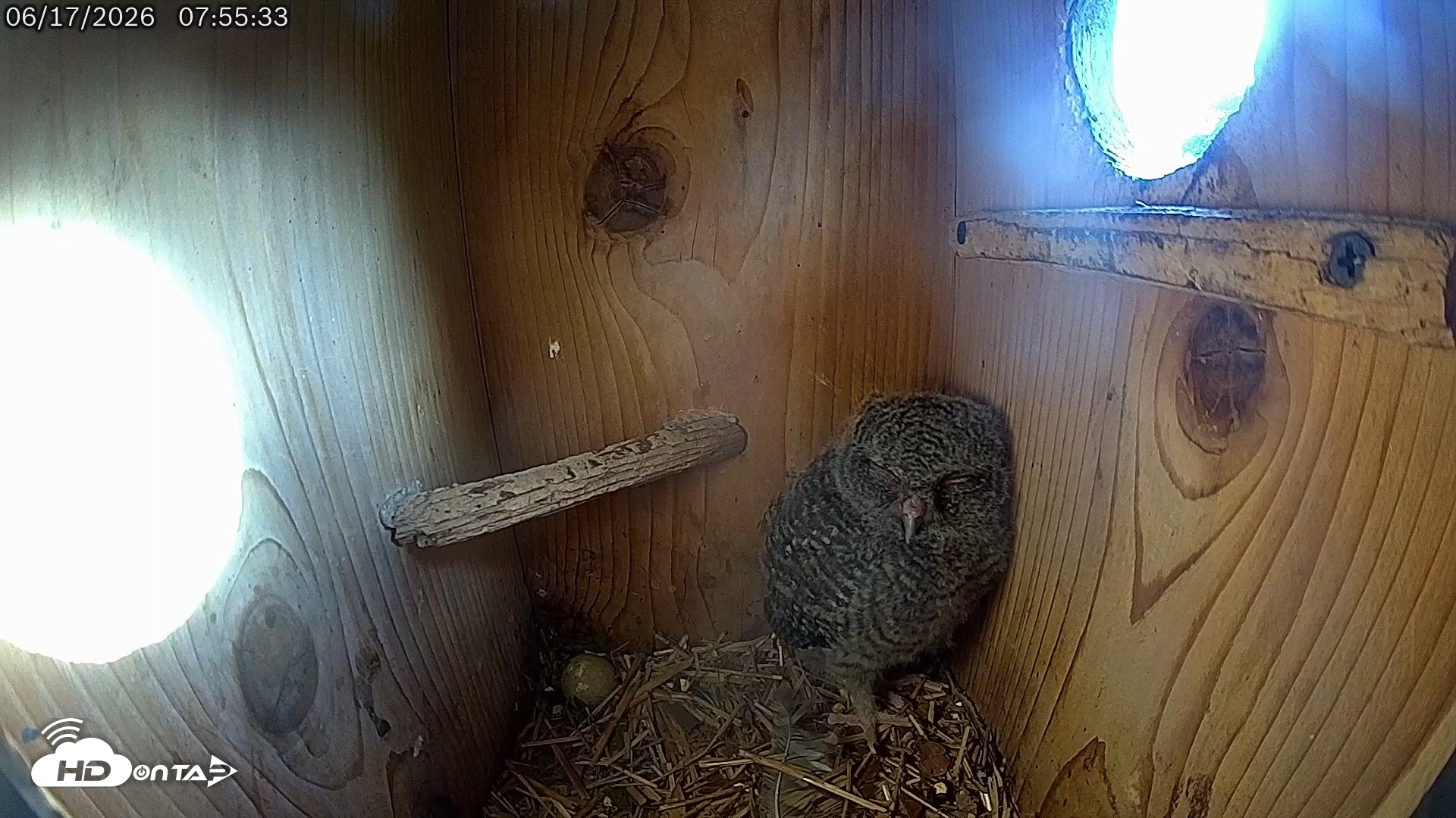 Snapshot of Eastern Screech Owl Live Cam taken Jun 17, 2026, 7:56am CDT