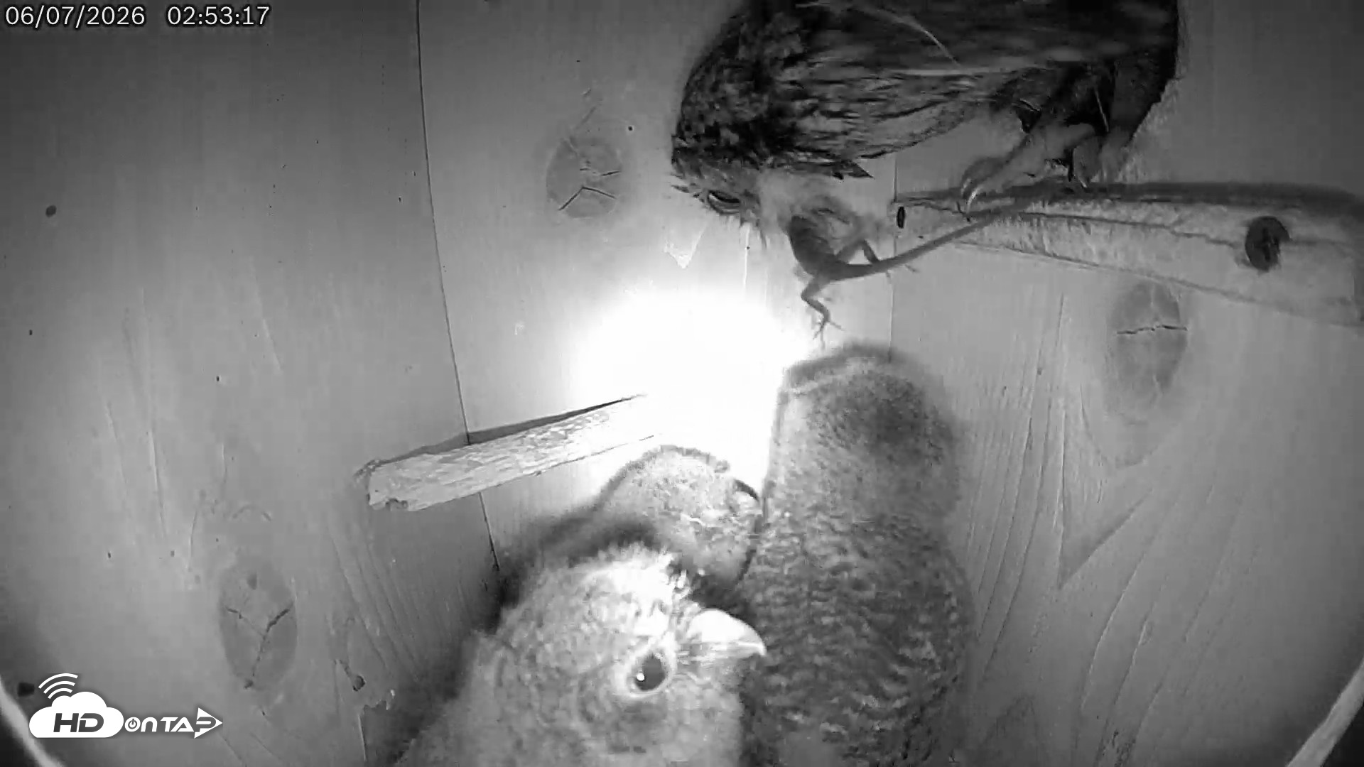 Snapshot of Eastern Screech Owl Live Cam taken Jun 7, 2026, 7:29am CDT