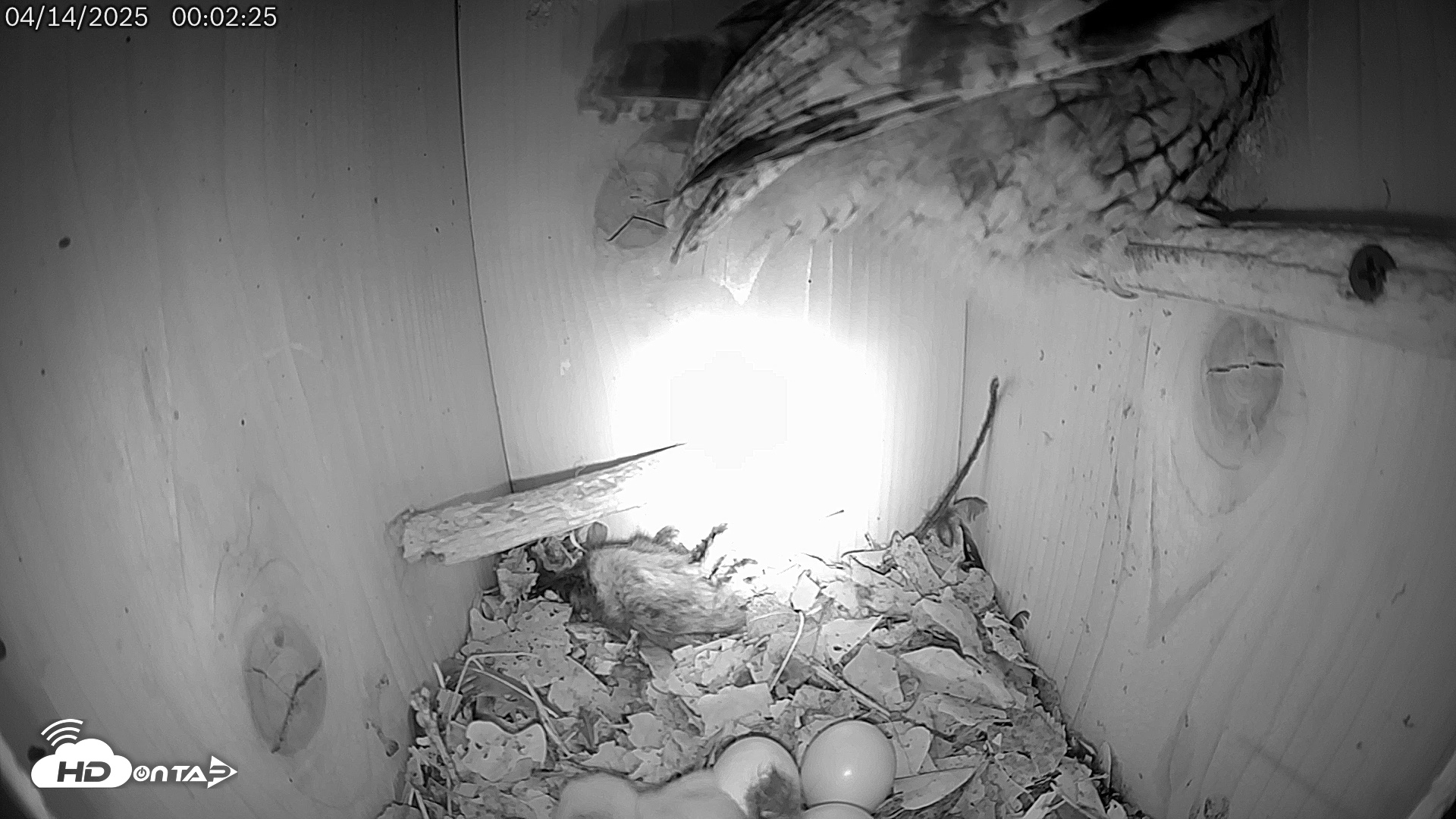 Snapshot of Eastern Screech Owl Live Cam taken Apr 14, 2025, 1:08am CDT