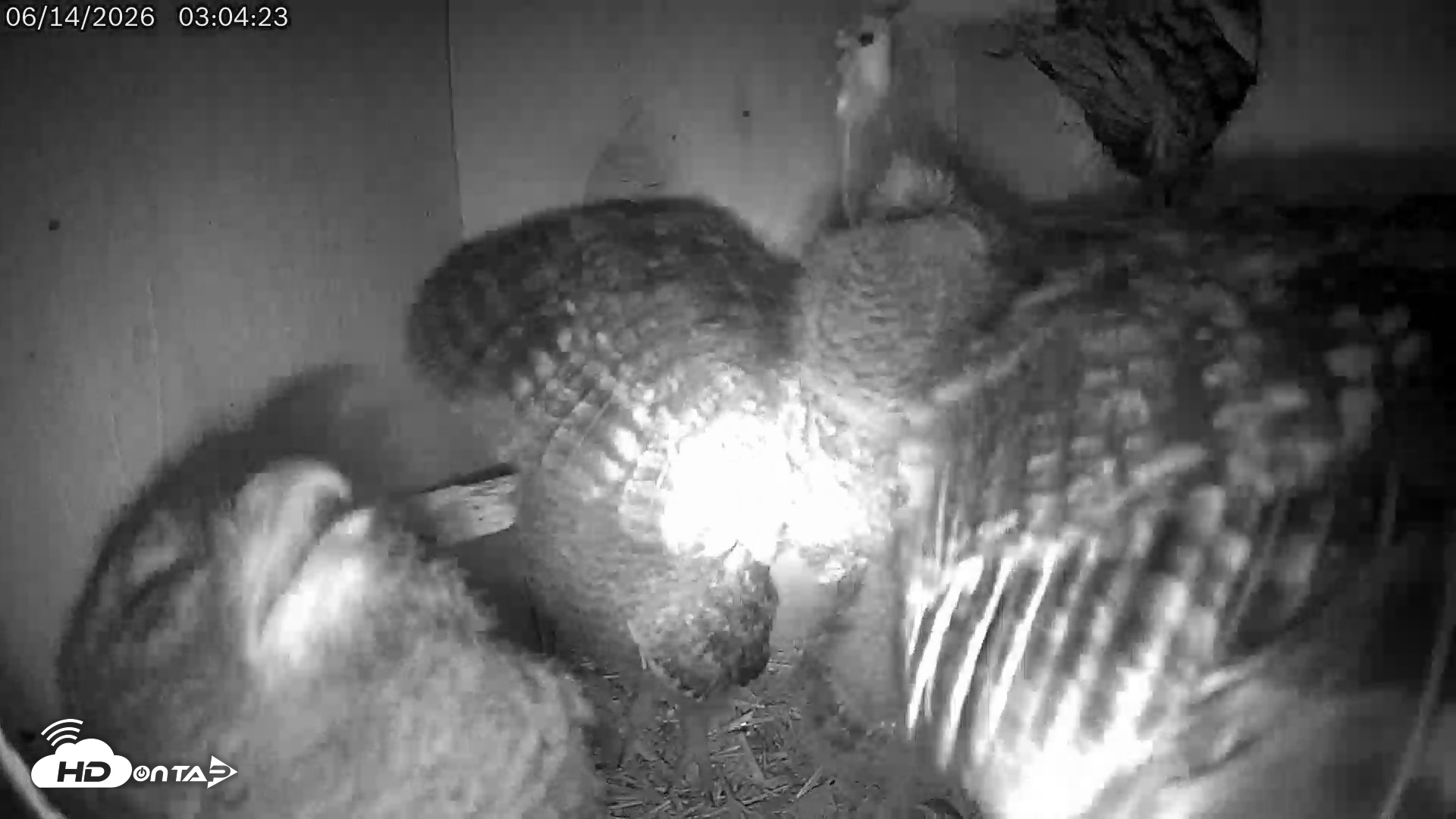 Snapshot of Eastern Screech Owl Live Cam taken Jun 14, 2026, 7:50am CDT