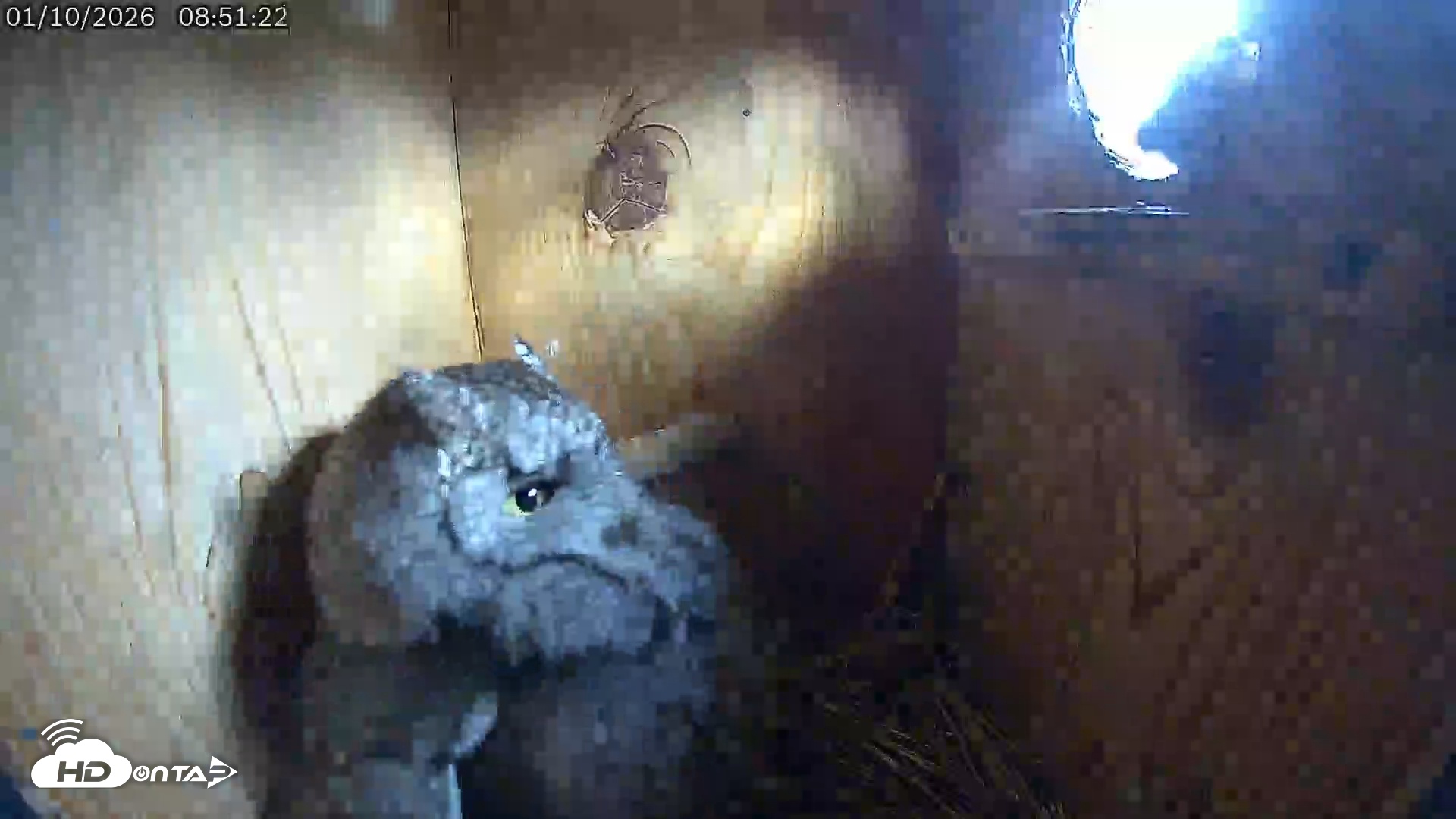 Snapshot of Eastern Screech Owl Live Cam taken Jan 10, 2026, 2:41pm CST
