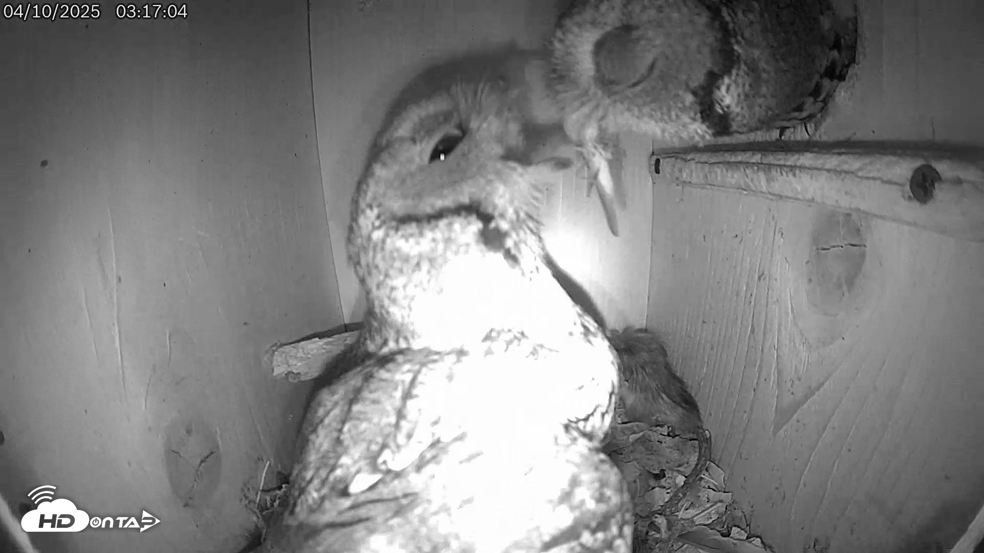Snapshot of Eastern Screech Owl Live Cam taken Apr 10, 2025, 6:57am CDT