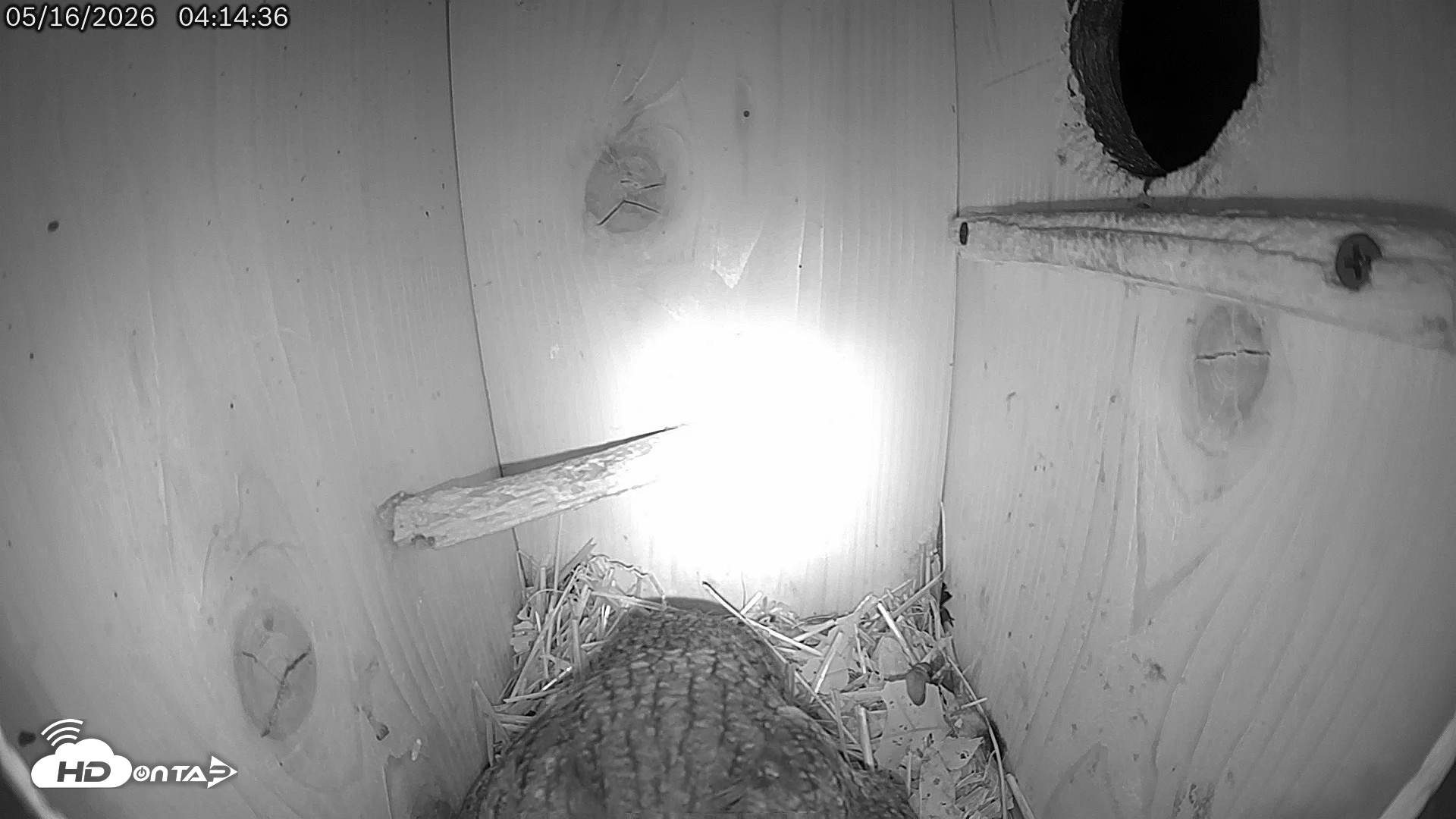 Snapshot of Eastern Screech Owl Live Cam taken May 16, 2026, 4:18am CDT