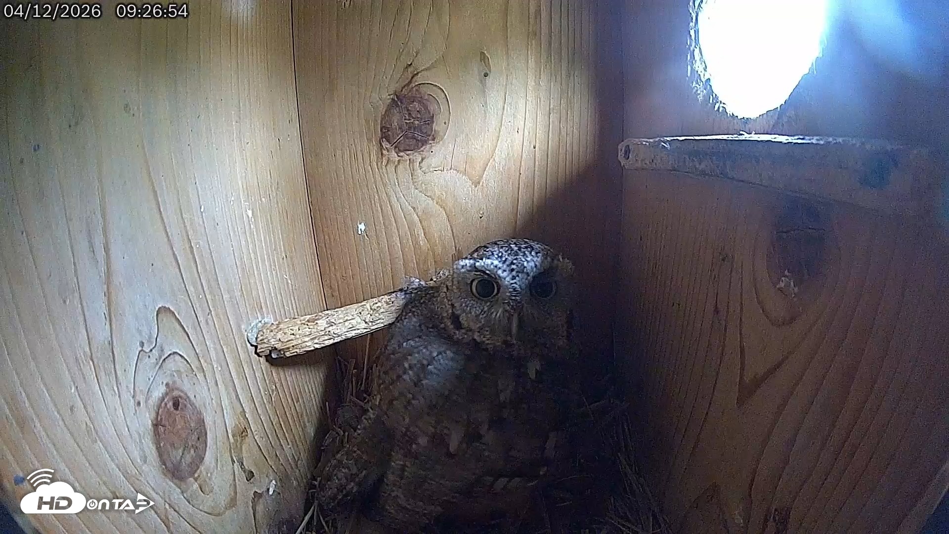 Snapshot of Eastern Screech Owl Live Cam taken Apr 12, 2026, 9:27am CDT
