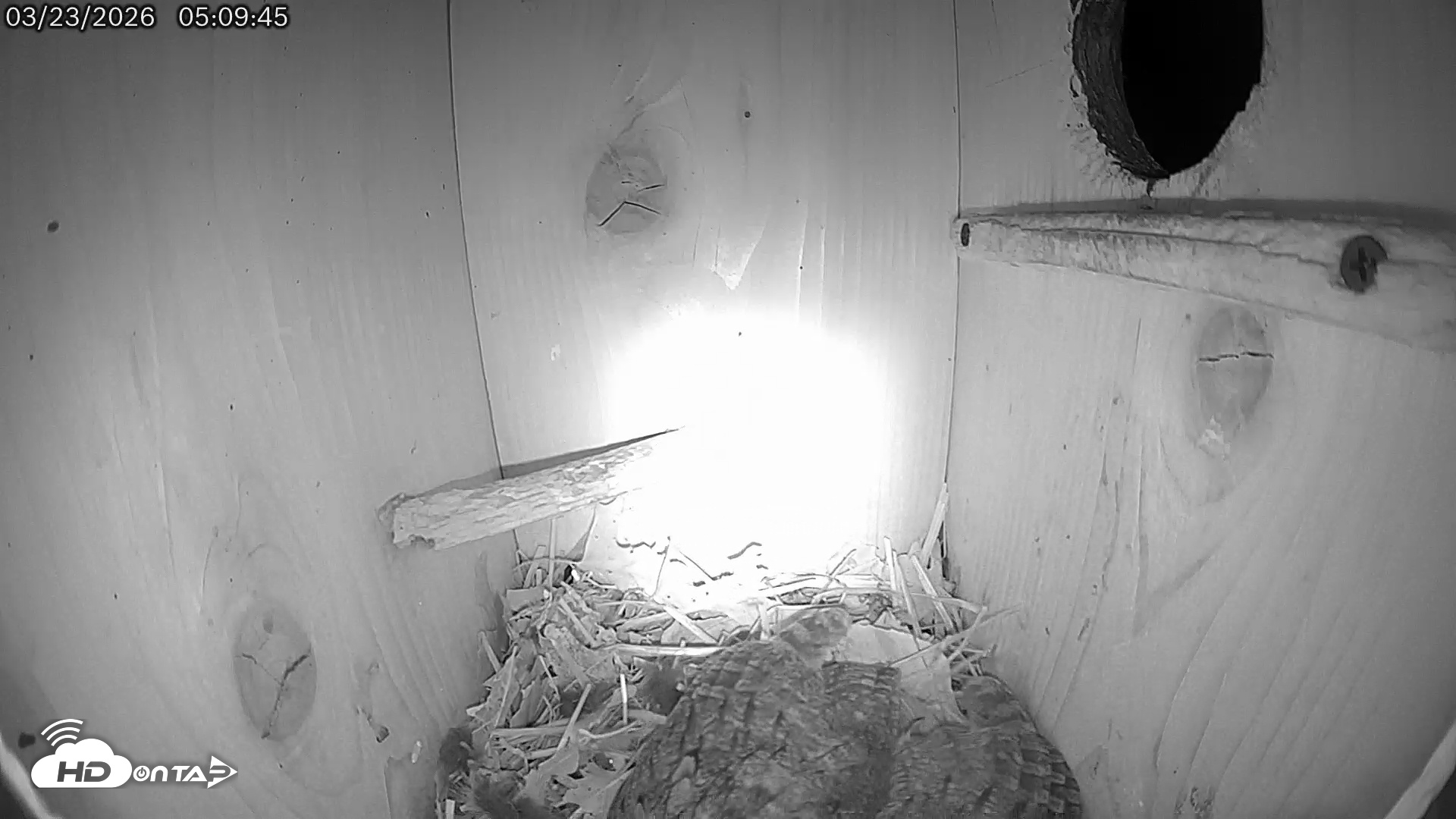 Snapshot of Eastern Screech Owl Live Cam taken Mar 23, 2026, 12:53pm CDT