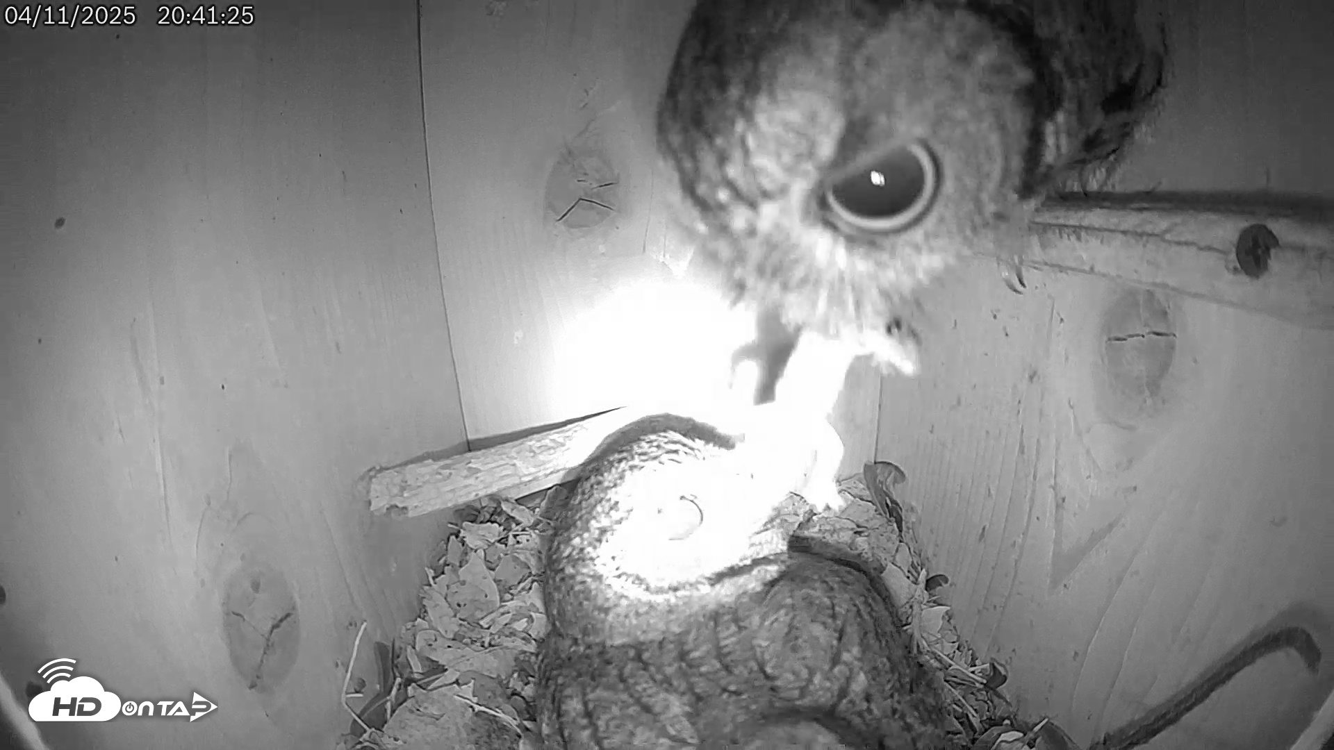 Snapshot of Eastern Screech Owl Live Cam taken Apr 11, 2025, 8:47pm CDT