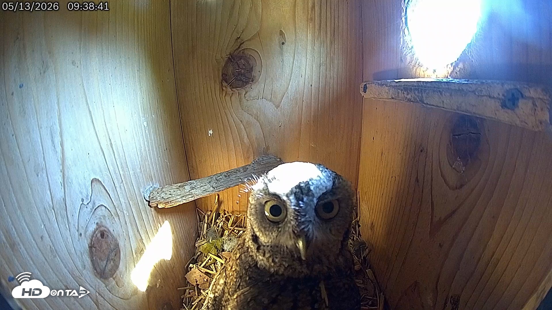 Snapshot of Eastern Screech Owl Live Cam taken May 13, 2026, 10:18am CDT