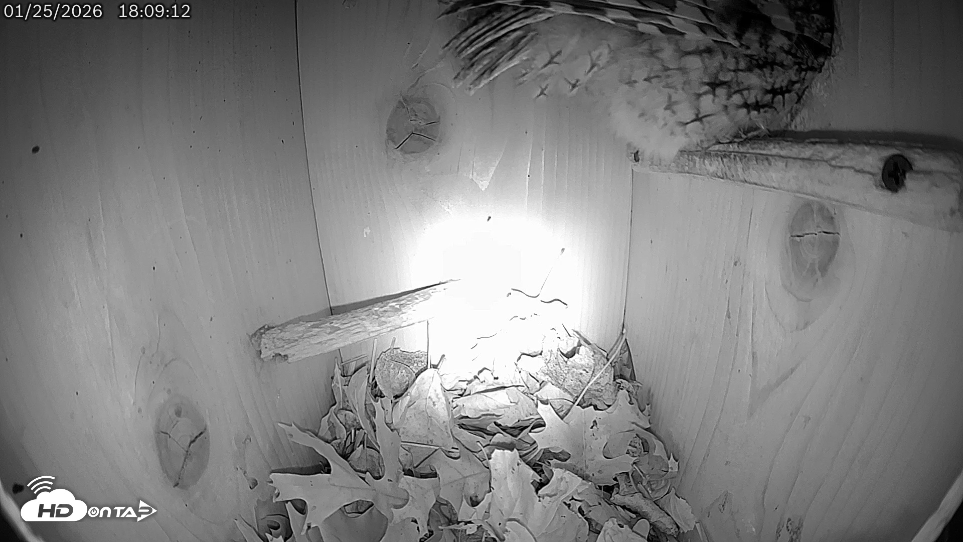 Snapshot of Eastern Screech Owl Live Cam taken Jan 25, 2026, 8:50pm CST