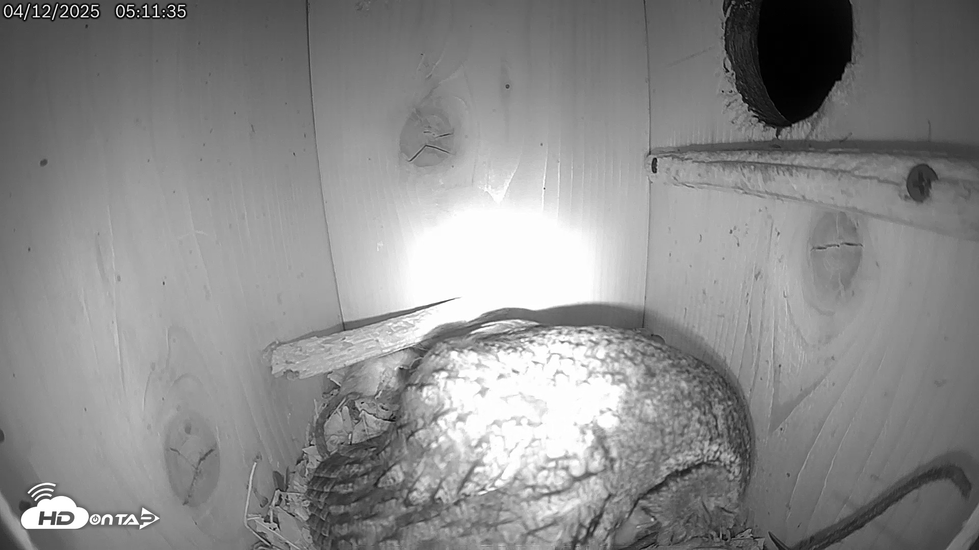 Snapshot of Eastern Screech Owl Live Cam taken Apr 12, 2025, 5:25am CDT