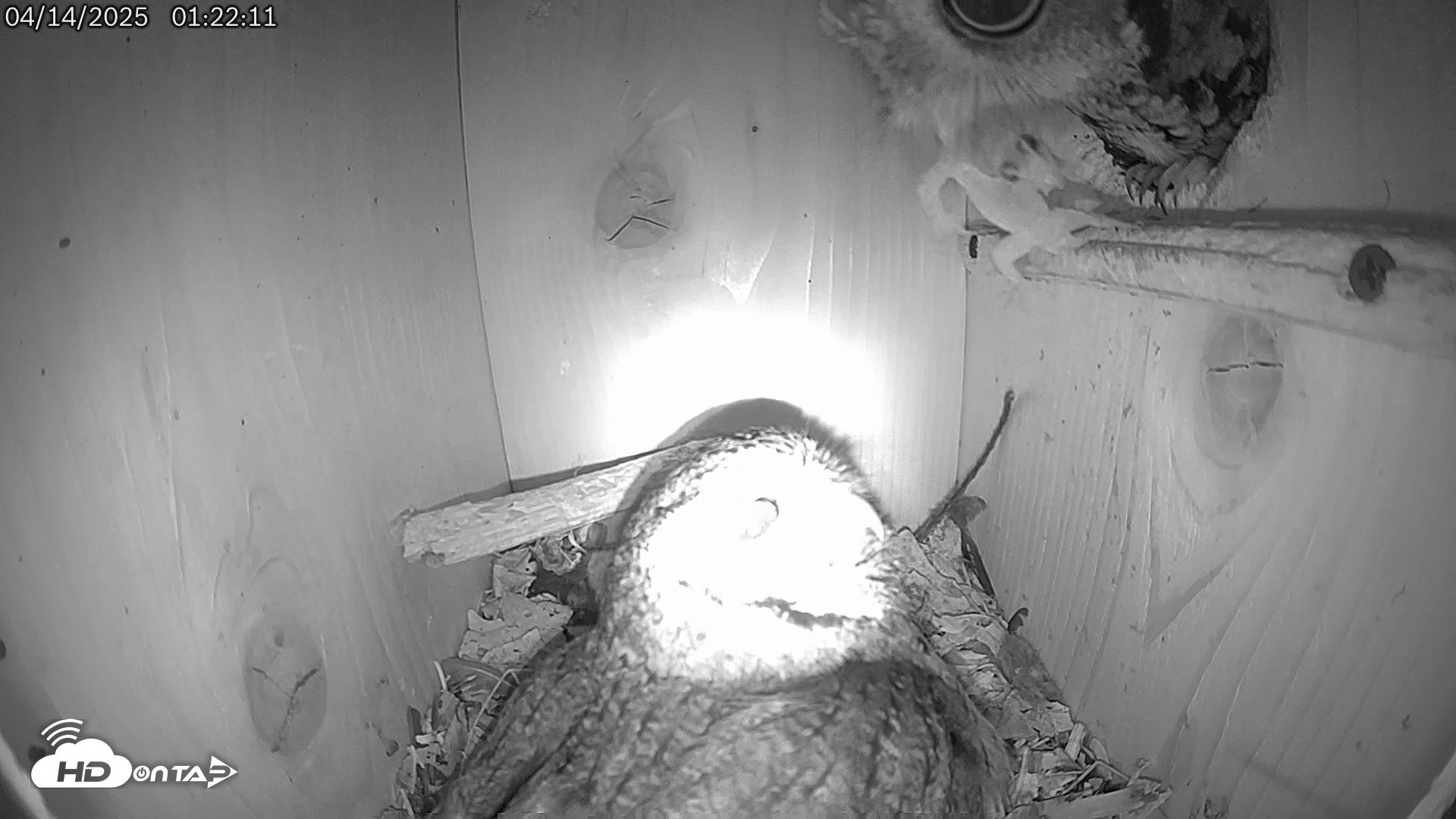 Snapshot of Eastern Screech Owl Live Cam taken Apr 14, 2025, 1:26am CDT