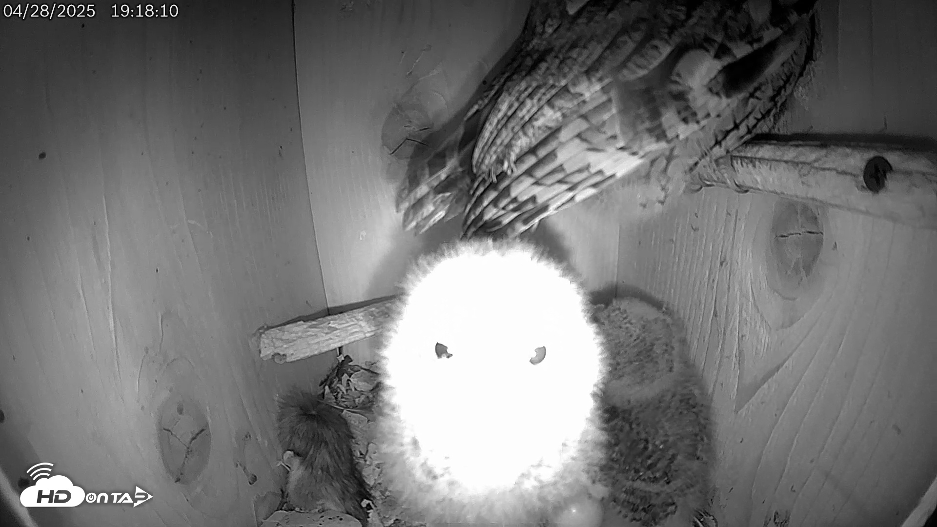 Snapshot of Eastern Screech Owl Live Cam taken Apr 28, 2025, 7:18pm CDT