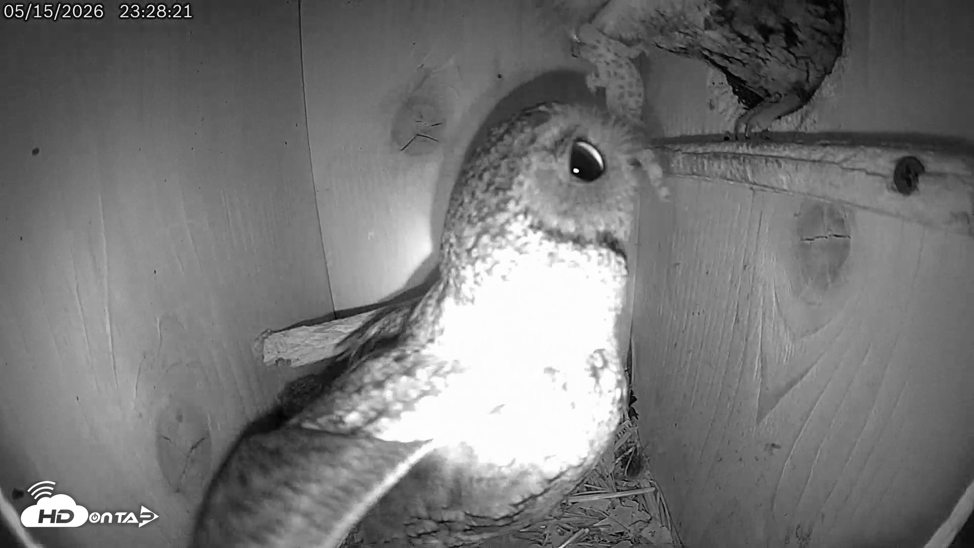 Snapshot of Eastern Screech Owl Live Cam taken May 16, 2026, 12:02am CDT