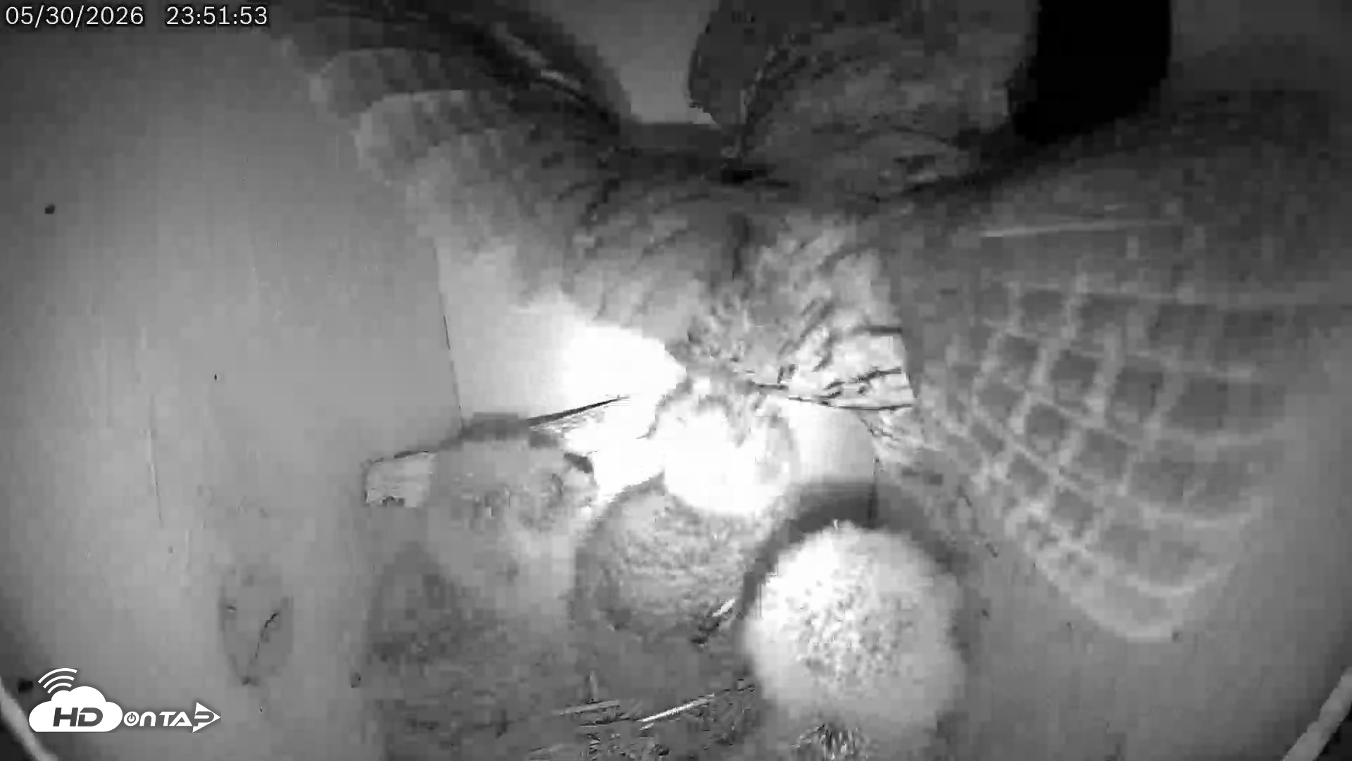 Snapshot of Eastern Screech Owl Live Cam taken May 31, 2026, 12:55am CDT