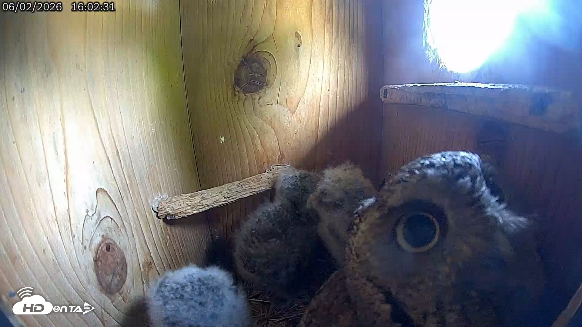 Snapshot of Eastern Screech Owl Live Cam taken Jun 2, 2026, 4:07pm CDT