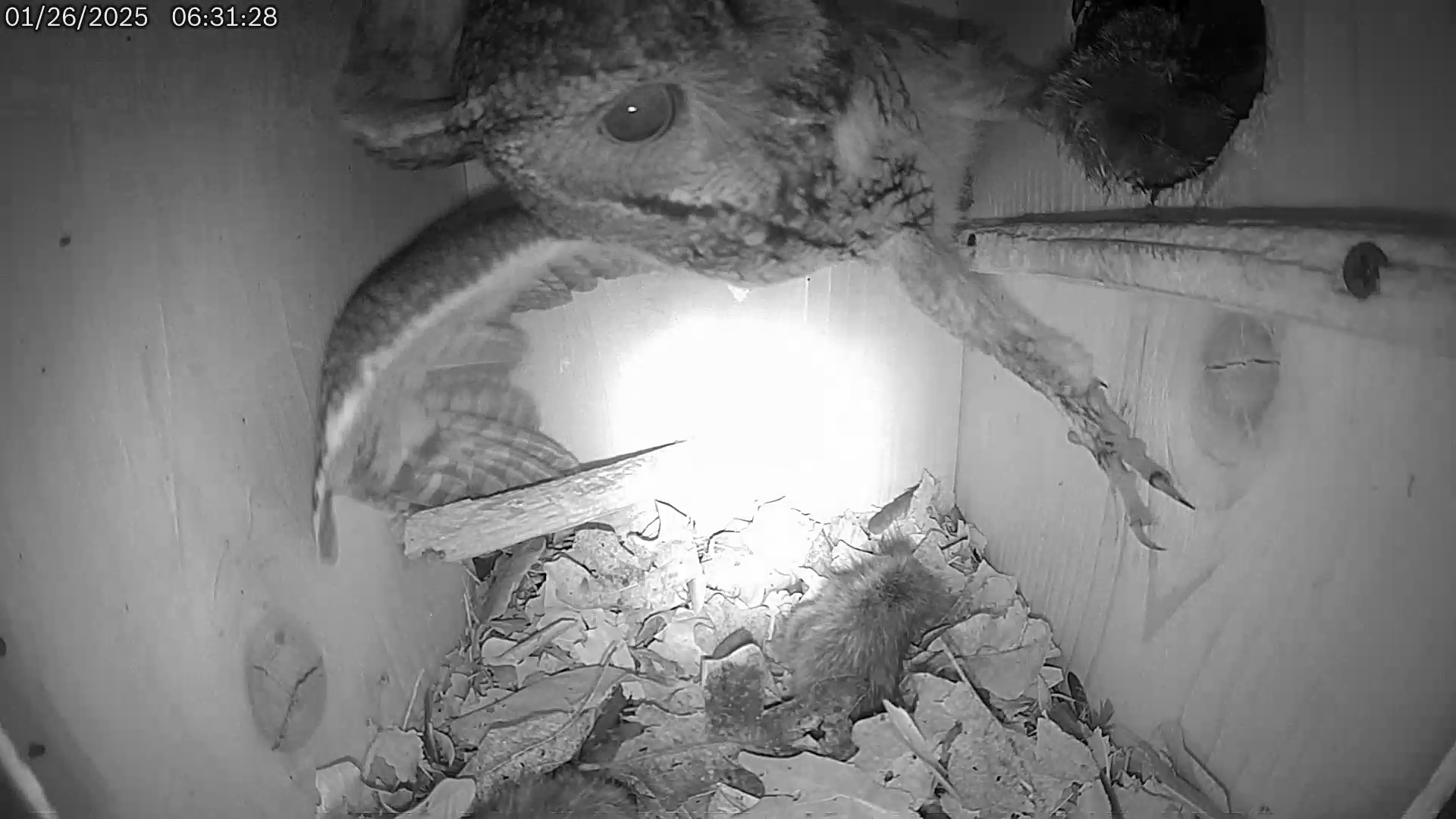 Snapshot of Eastern Screech Owl Live Cam taken Jan 26, 2025, 11:24am CST