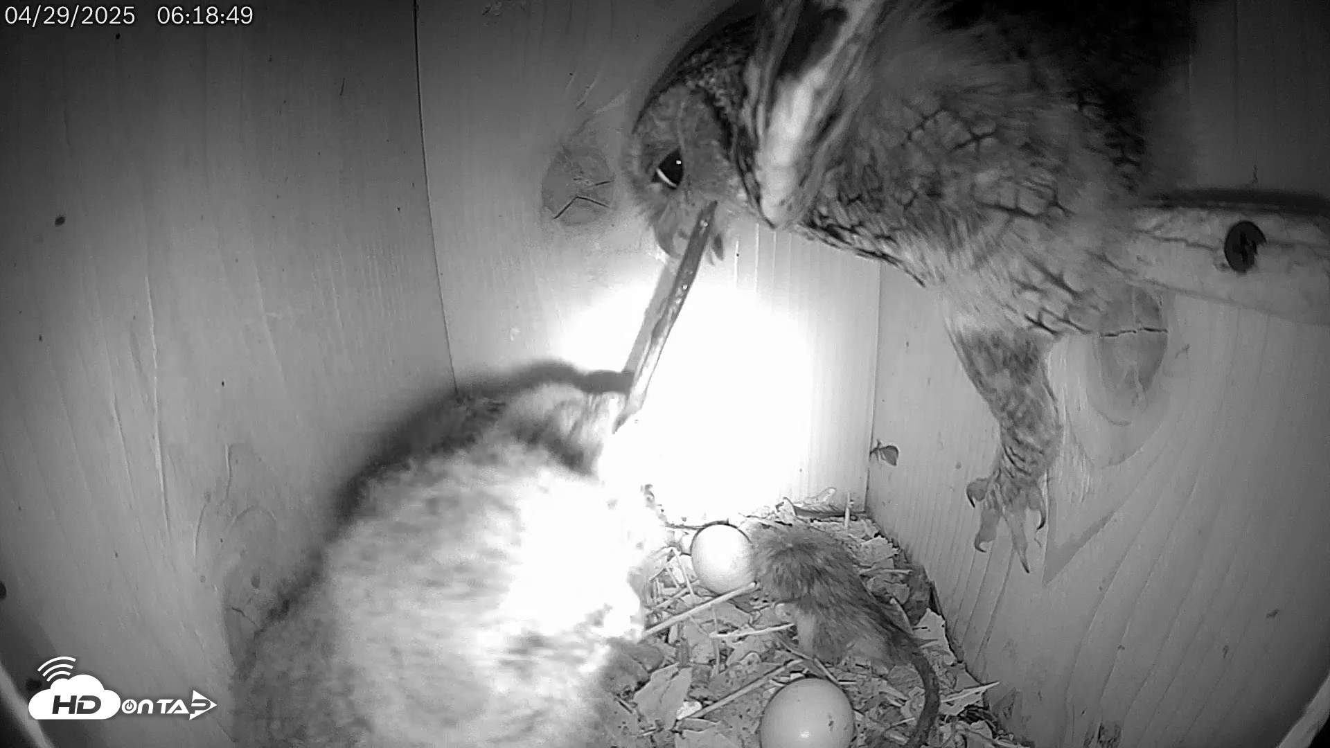 Snapshot of Eastern Screech Owl Live Cam taken Apr 29, 2025, 7:42am CDT