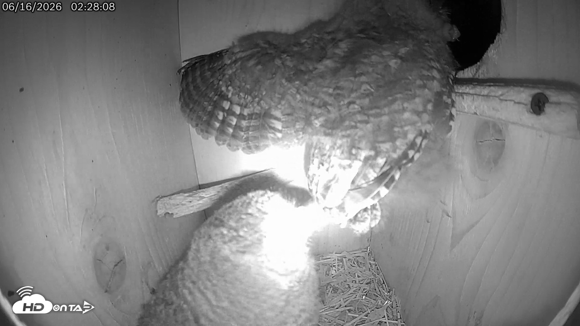 Snapshot of Eastern Screech Owl Live Cam taken Jun 16, 2026, 2:49am CDT