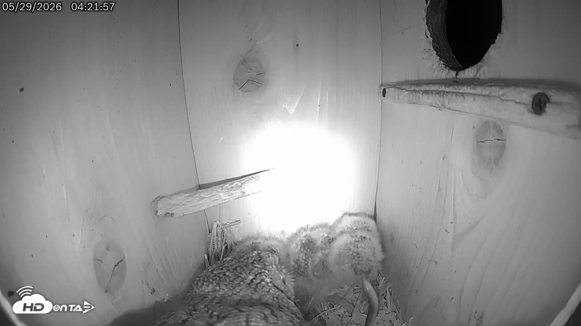Snapshot of Eastern Screech Owl Live Cam taken May 29, 2026, 5:10am CDT