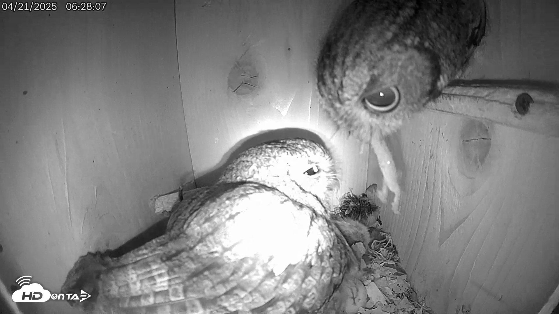 Snapshot of Eastern Screech Owl Live Cam taken Apr 21, 2025, 6:52am CDT