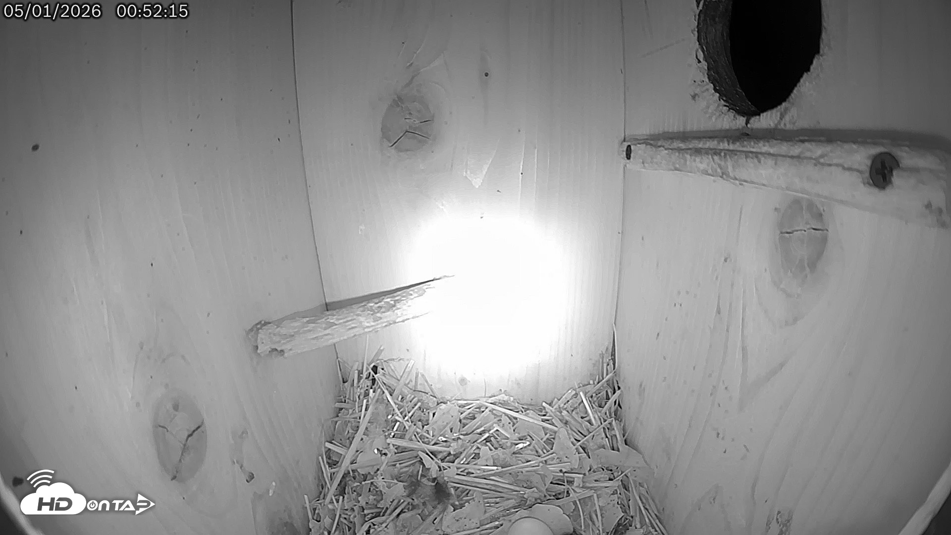 Snapshot of Eastern Screech Owl Live Cam taken May 1, 2026, 12:53am CDT
