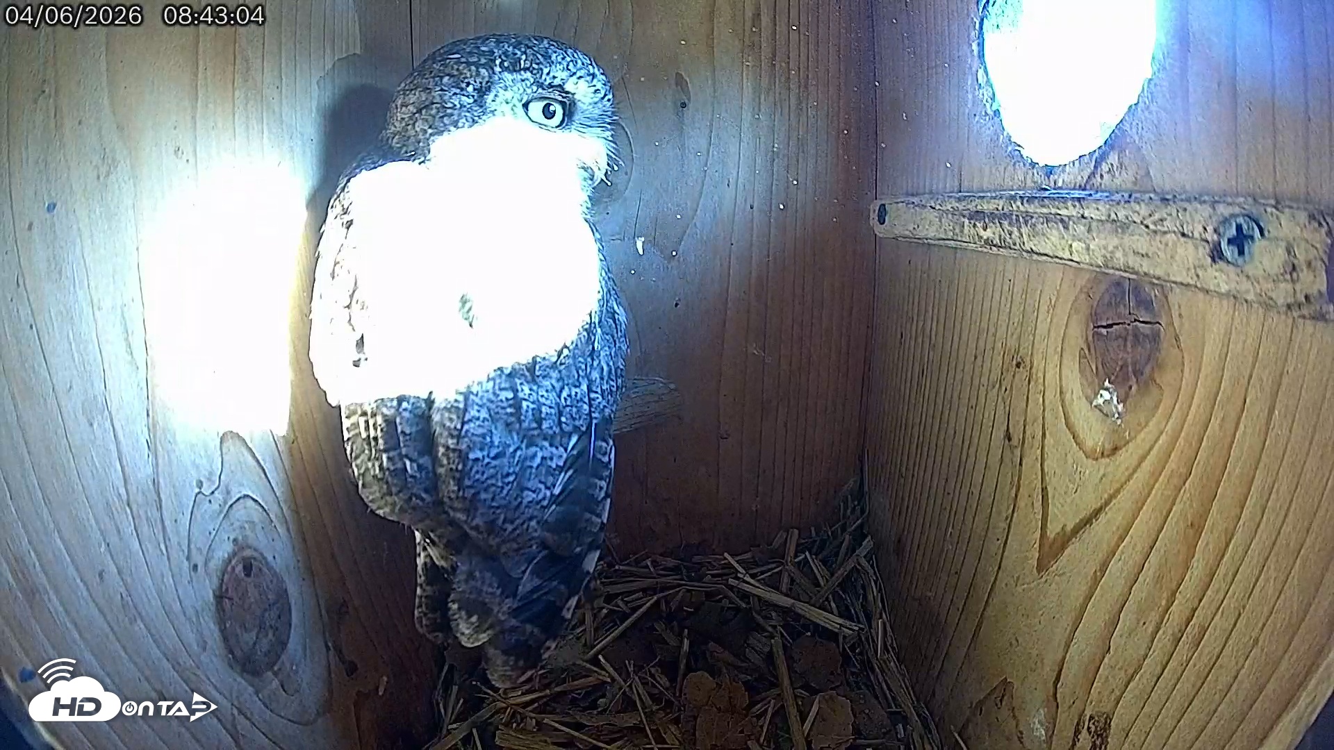 Snapshot of Eastern Screech Owl Live Cam taken Apr 6, 2026, 8:43am CDT
