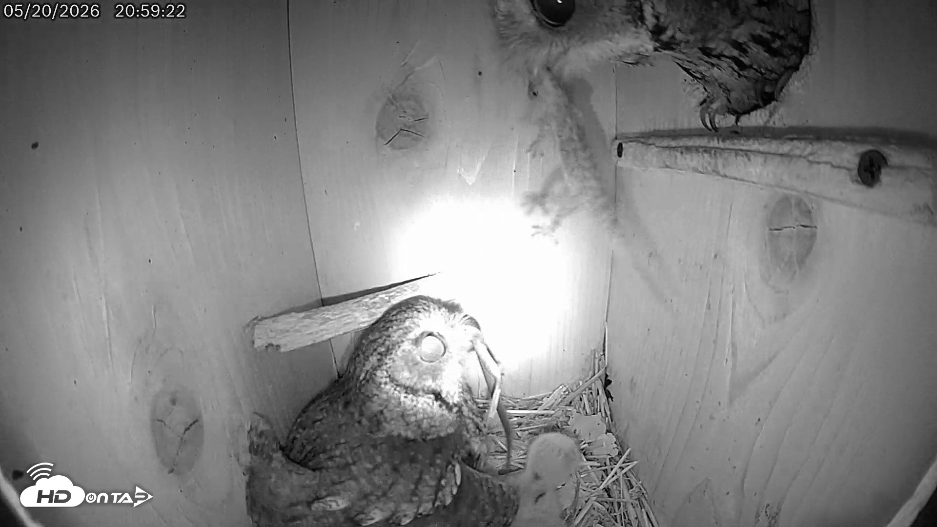 Snapshot of Eastern Screech Owl Live Cam taken May 21, 2026, 6:45am CDT