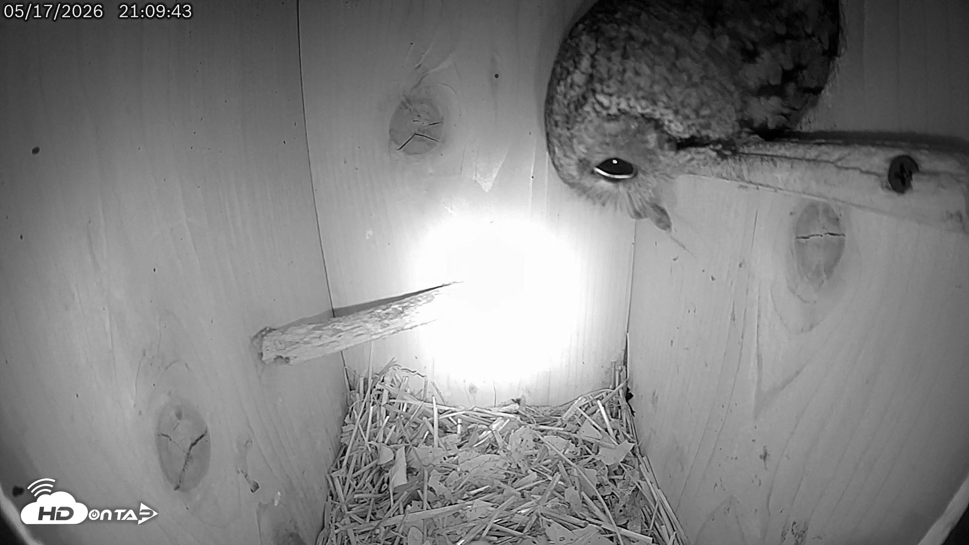 Snapshot of Eastern Screech Owl Live Cam taken May 17, 2026, 10:53pm CDT