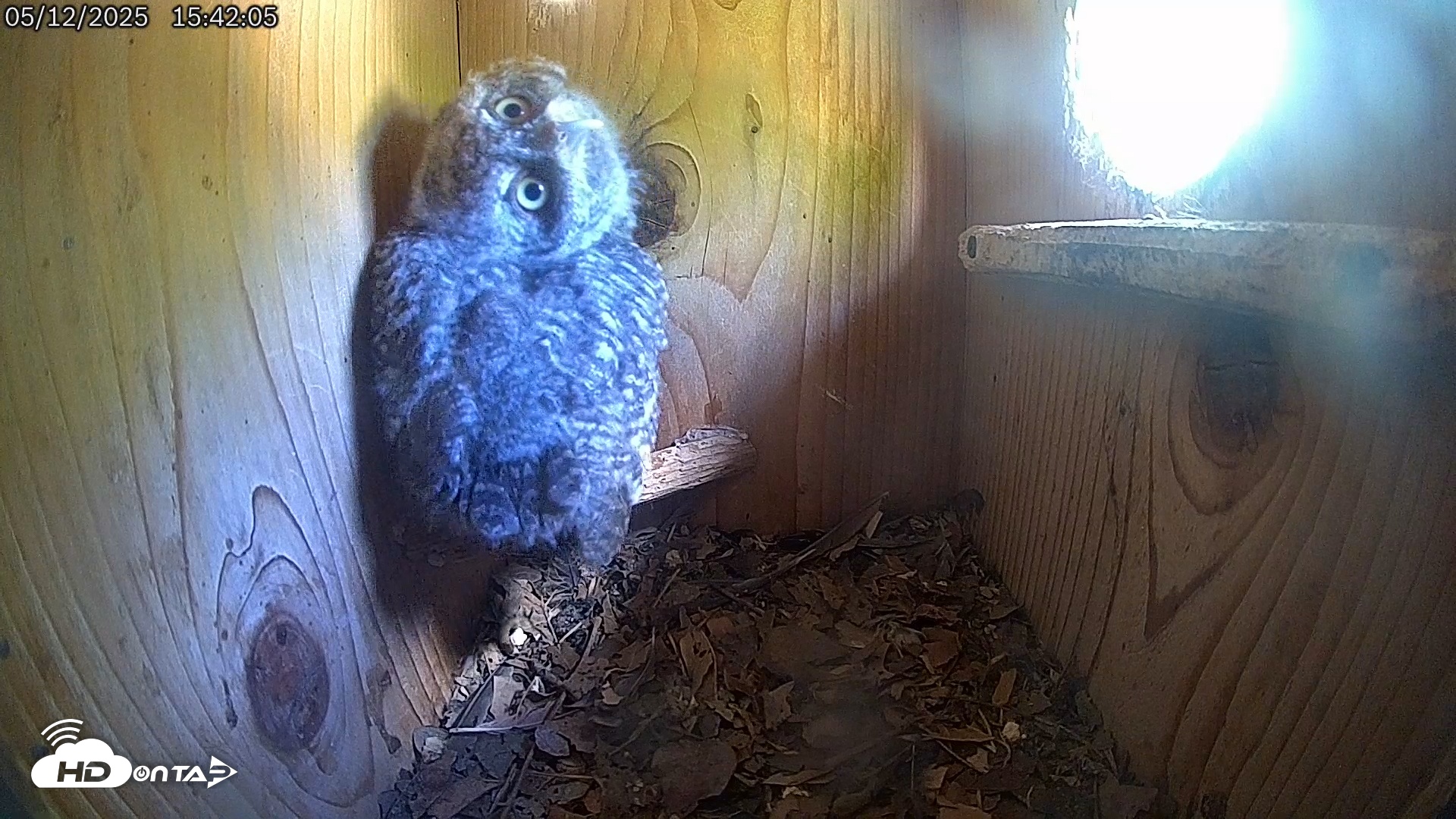 Snapshot of Eastern Screech Owl Live Cam taken May 12, 2025, 5:00pm CDT