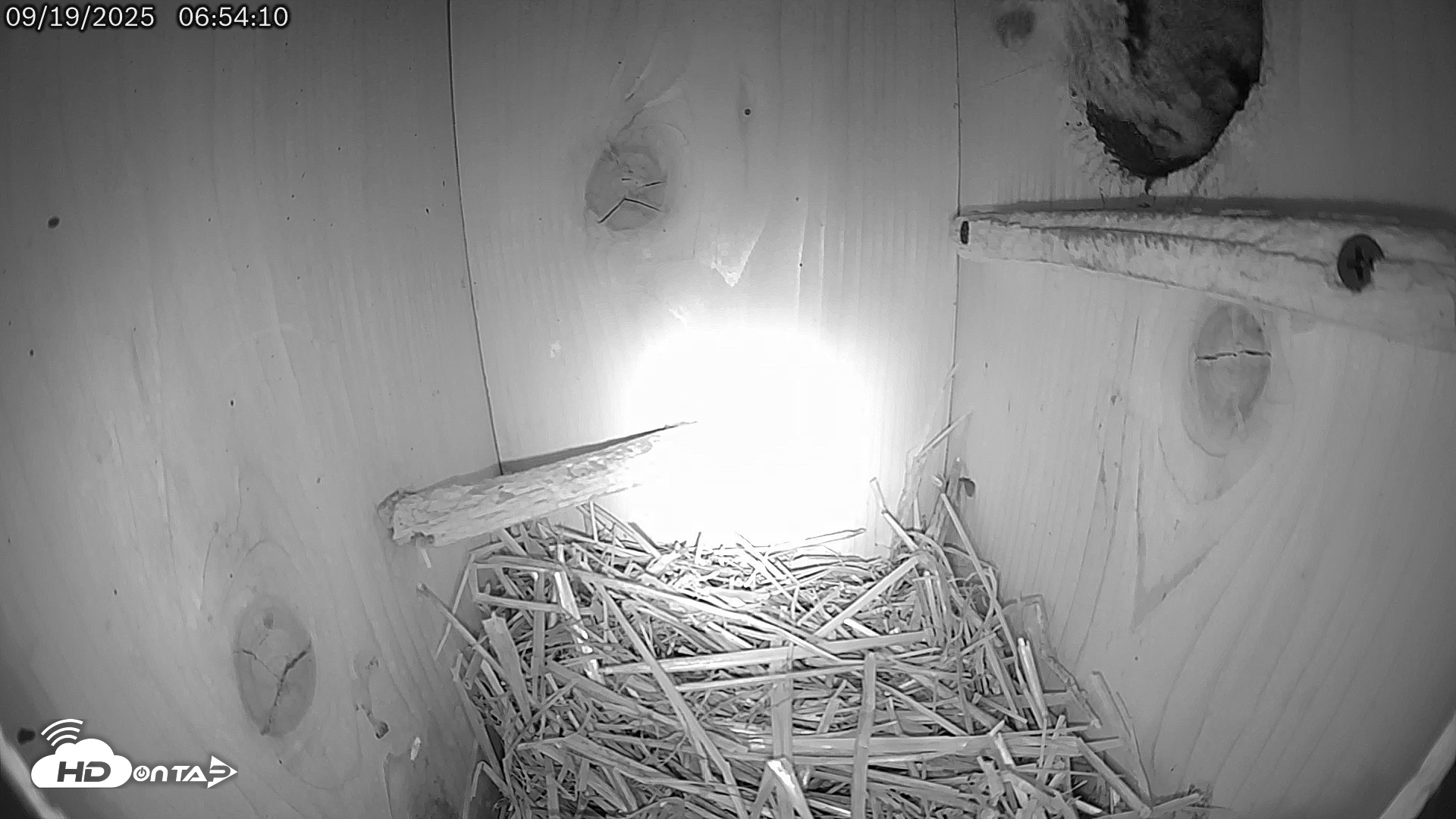 Snapshot of Eastern Screech Owl Live Cam taken Sep 19, 2025, 7:00am CDT