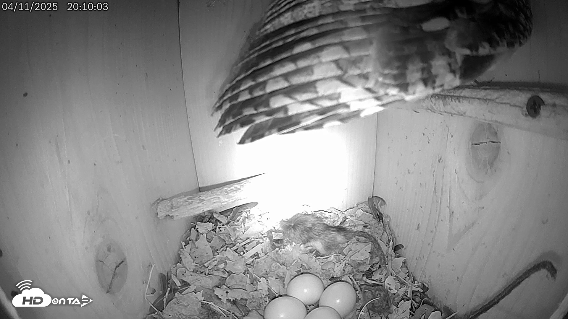Snapshot of Eastern Screech Owl Live Cam taken Apr 11, 2025, 8:32pm CDT