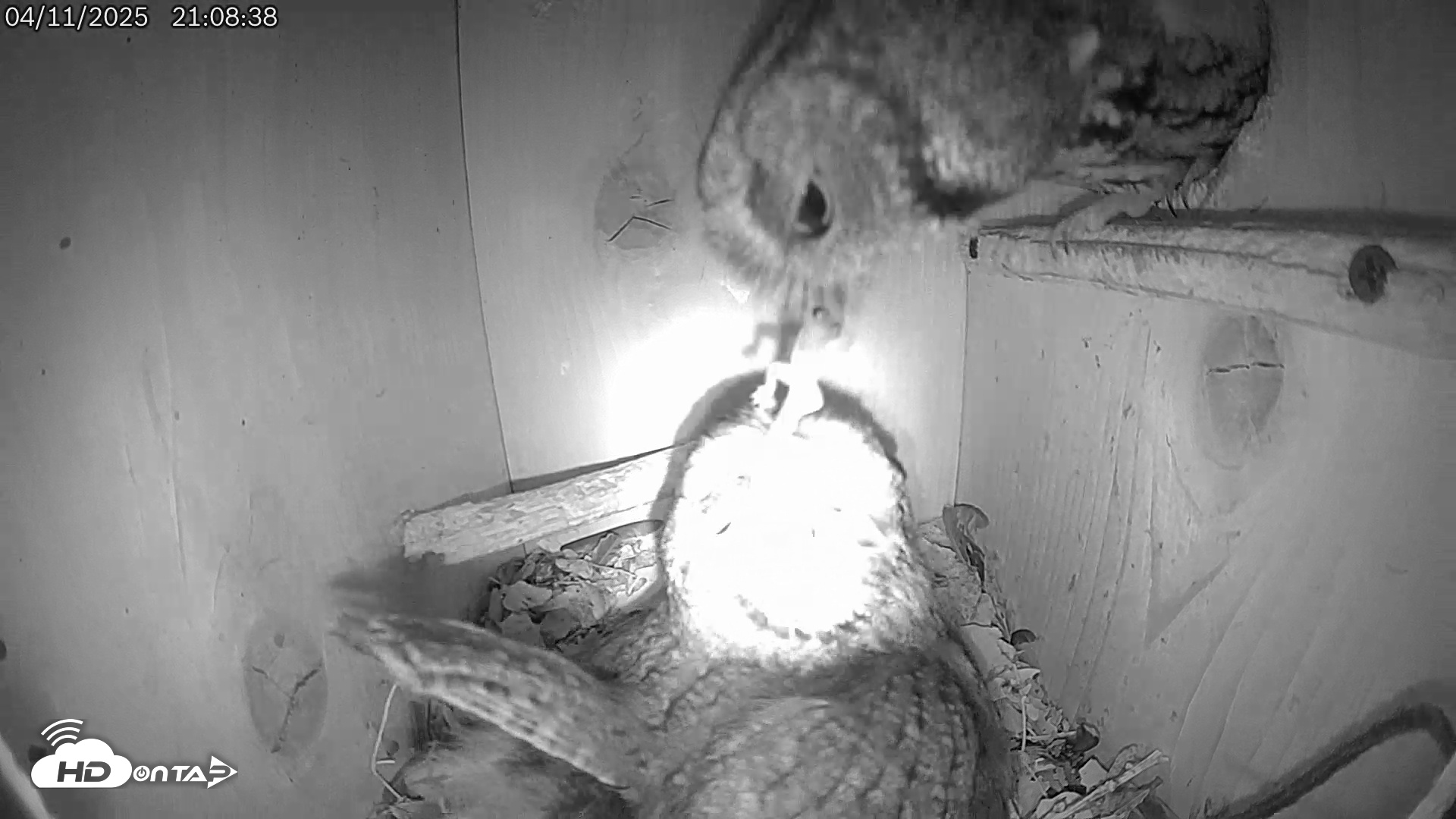 Snapshot of Eastern Screech Owl Live Cam taken Apr 11, 2025, 9:28pm CDT