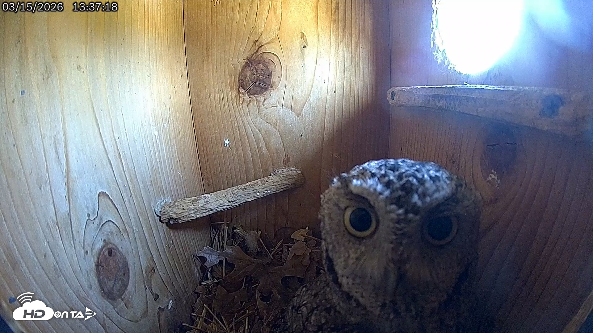 Snapshot of Eastern Screech Owl Live Cam taken Mar 15, 2026, 1:39pm CDT