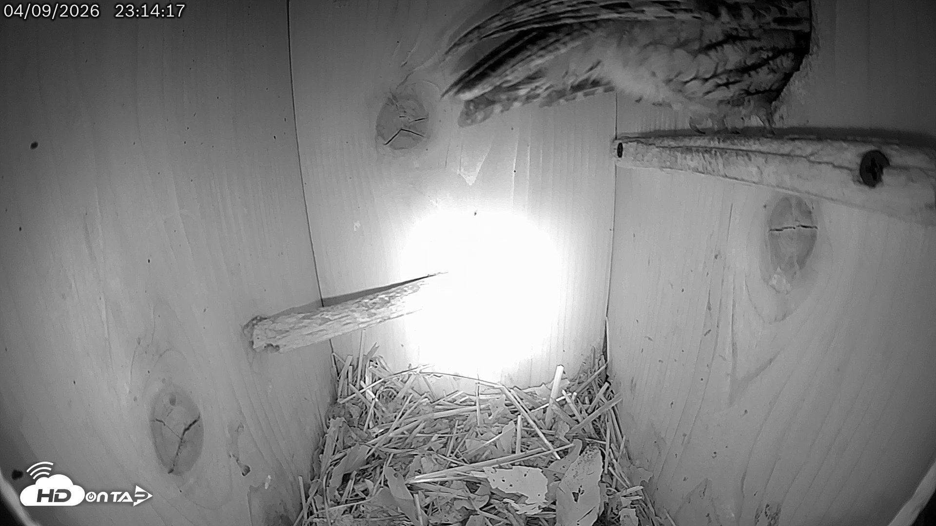 Snapshot of Eastern Screech Owl Live Cam taken Apr 10, 2026, 12:41am CDT