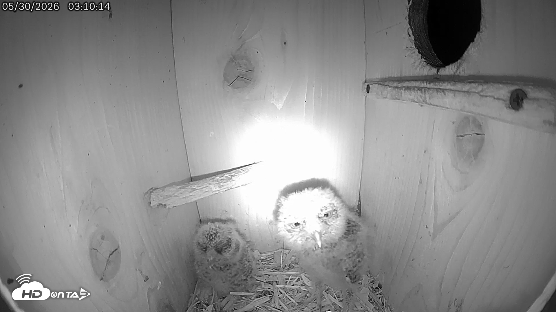 Snapshot of Eastern Screech Owl Live Cam taken May 30, 2026, 4:48am CDT