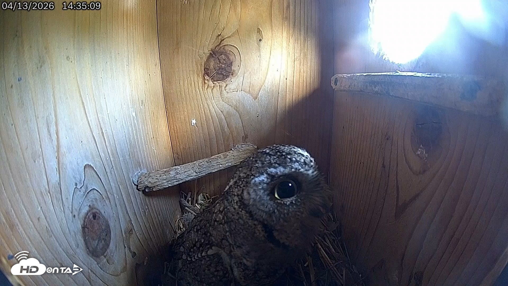 Snapshot of Eastern Screech Owl Live Cam taken Apr 13, 2026, 2:36pm CDT