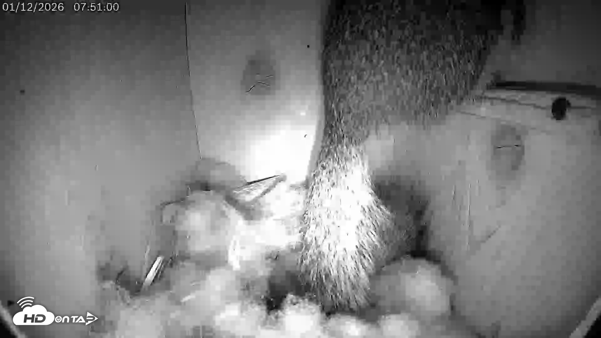 Snapshot of Eastern Screech Owl Live Cam taken Jan 12, 2026, 7:53am CST