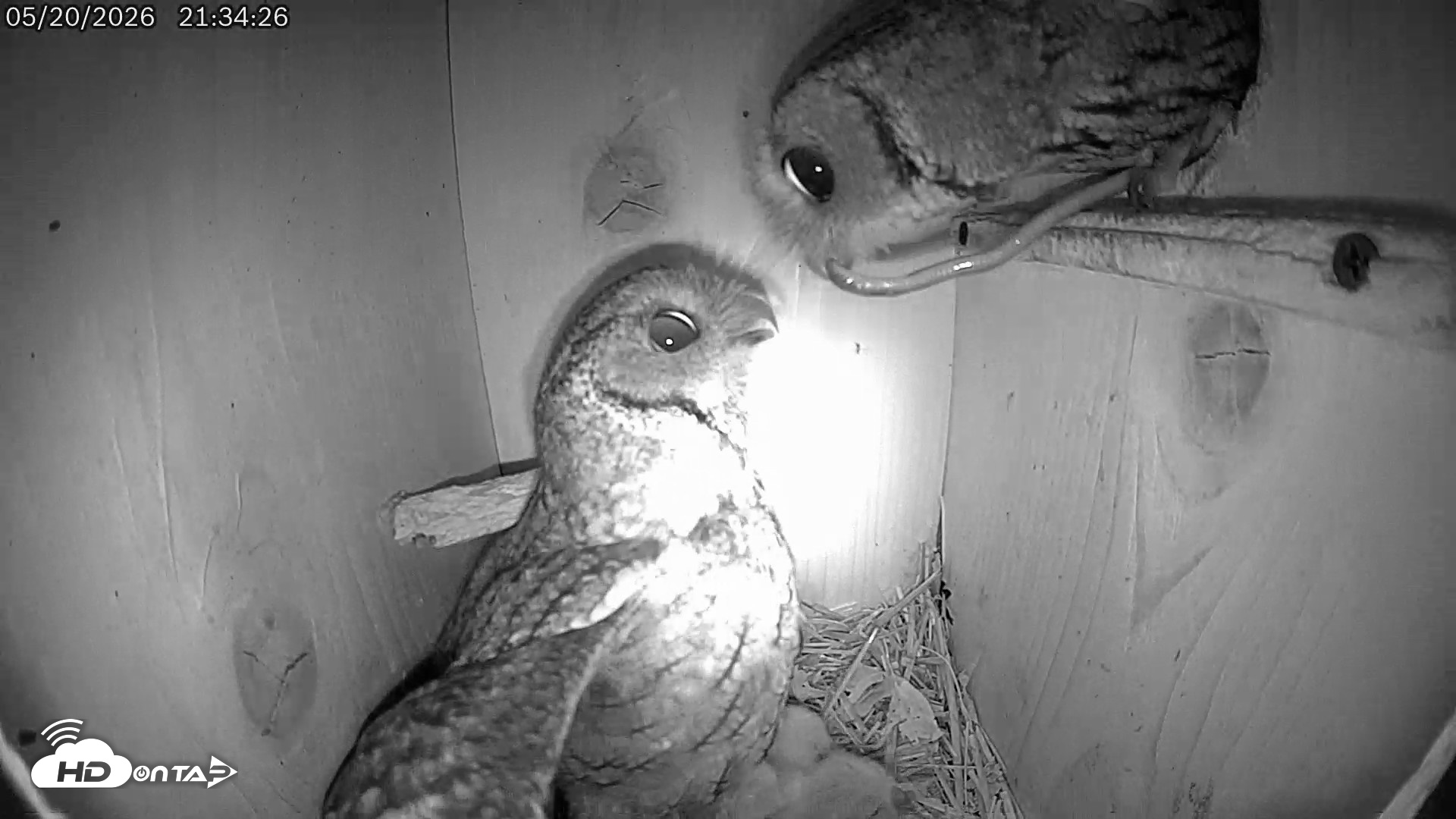 Snapshot of Eastern Screech Owl Live Cam taken May 21, 2026, 6:54am CDT