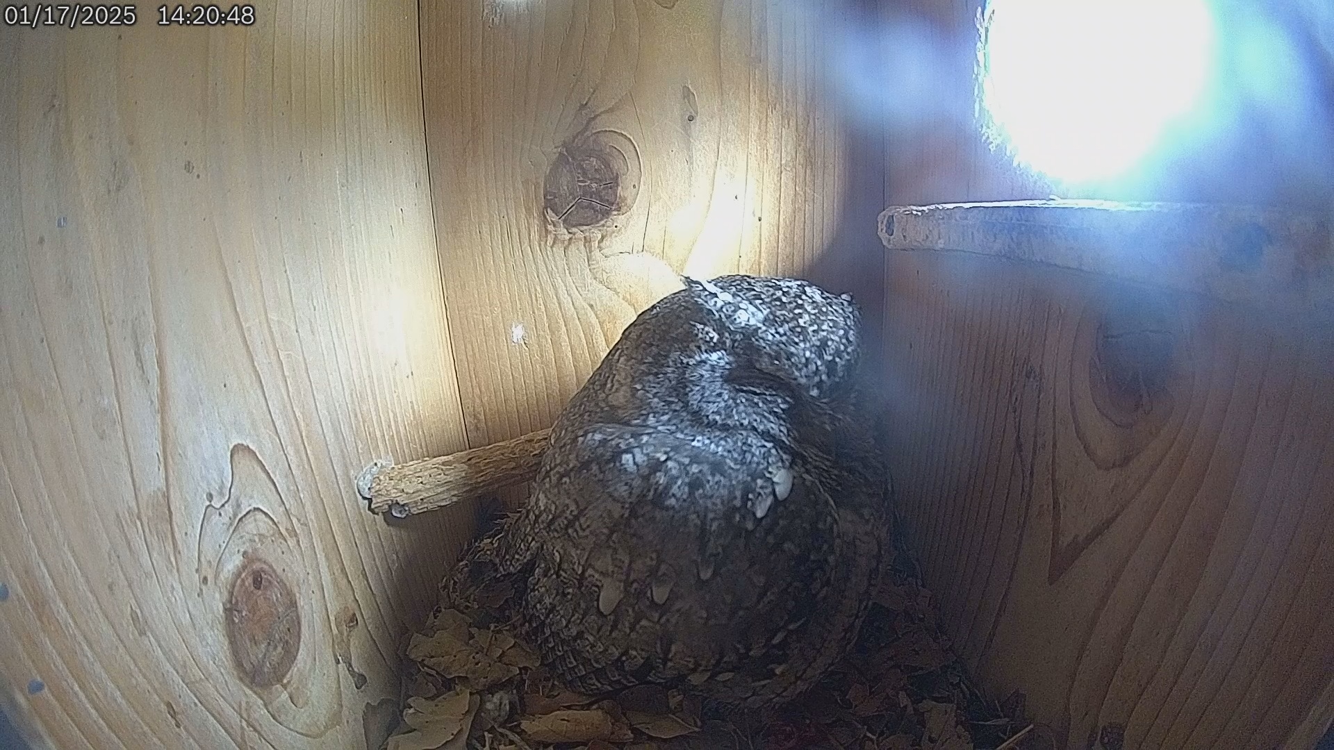 Snapshot of Eastern Screech Owl Live Cam taken Jan 17, 2025, 2:22pm CST