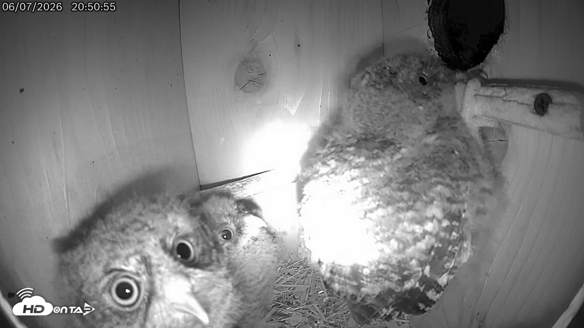 Snapshot of Eastern Screech Owl Live Cam taken Jun 7, 2026, 10:40pm CDT