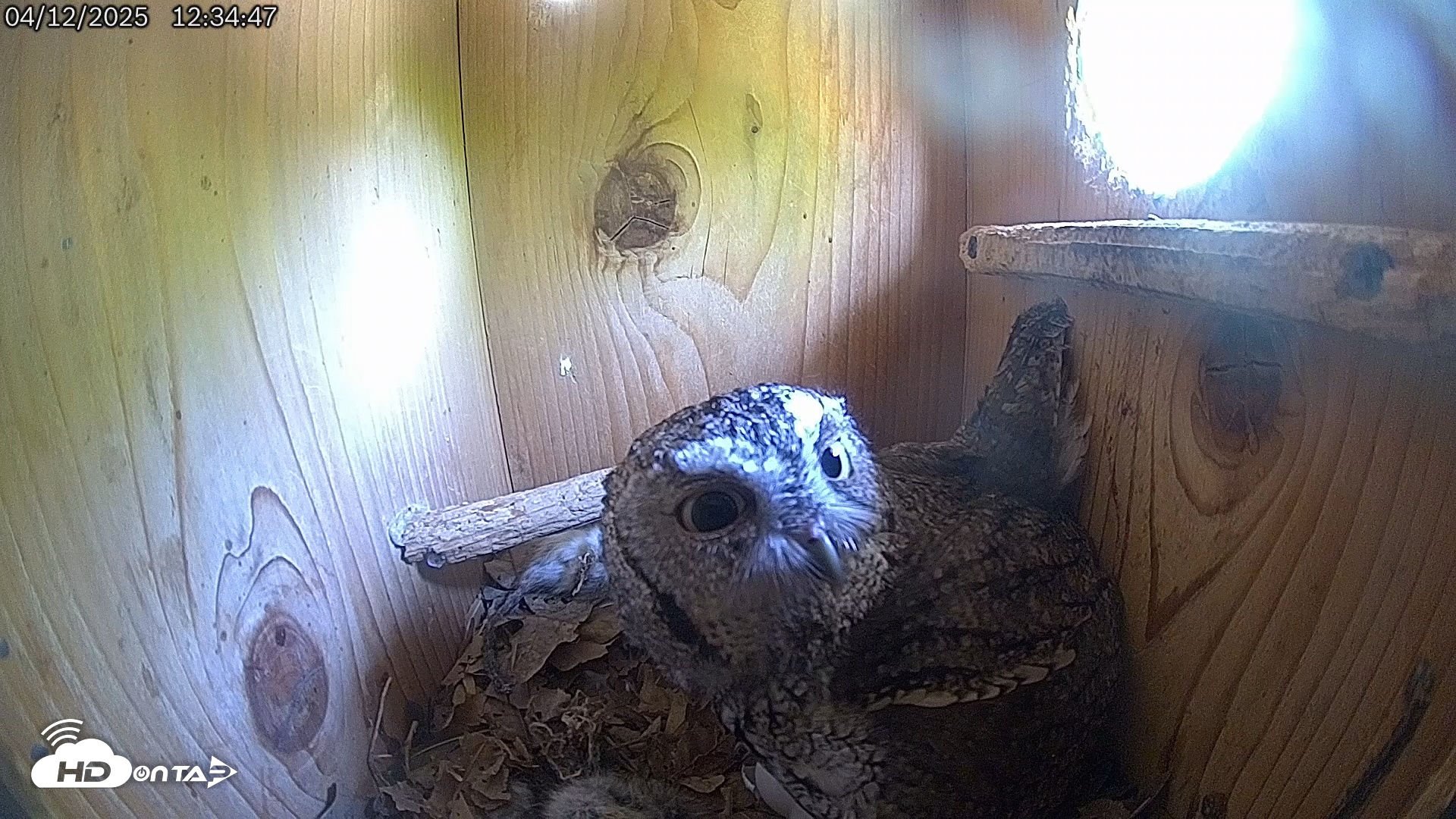 Snapshot of Eastern Screech Owl Live Cam taken Apr 12, 2025, 12:35pm CDT