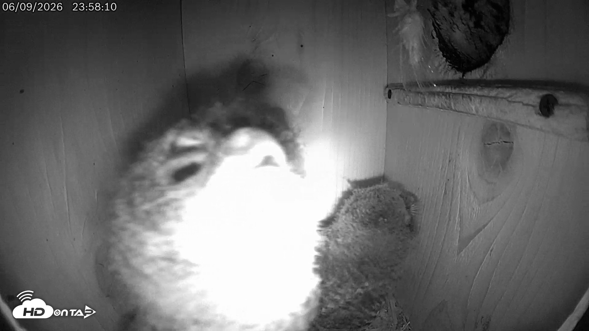 Snapshot of Eastern Screech Owl Live Cam taken Jun 10, 2026, 12:27am CDT