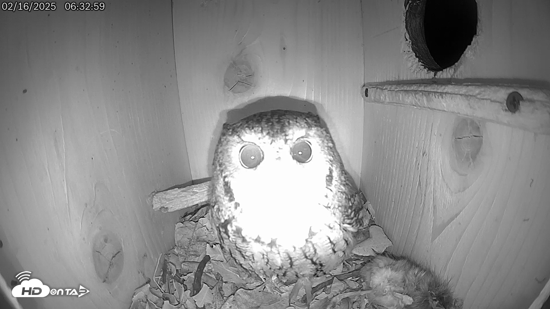Snapshot of Eastern Screech Owl Live Cam taken Feb 16, 2025, 7:30am CST