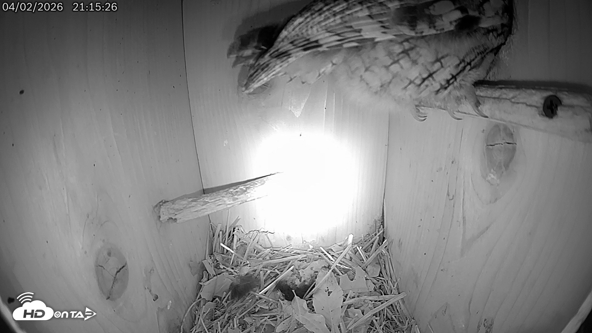 Snapshot of Eastern Screech Owl Live Cam taken Apr 3, 2026, 6:09am CDT